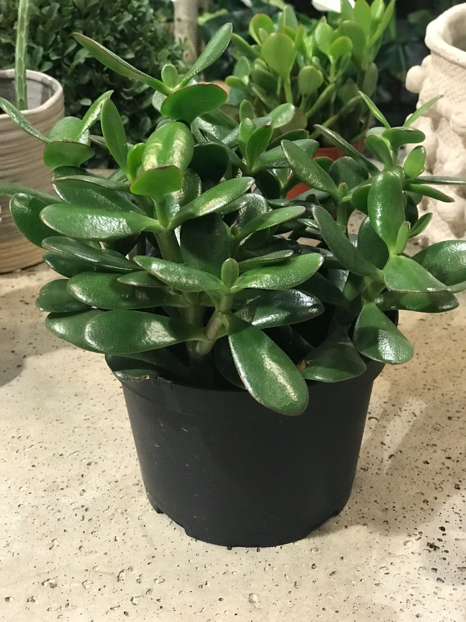 Crassula Jade Plant