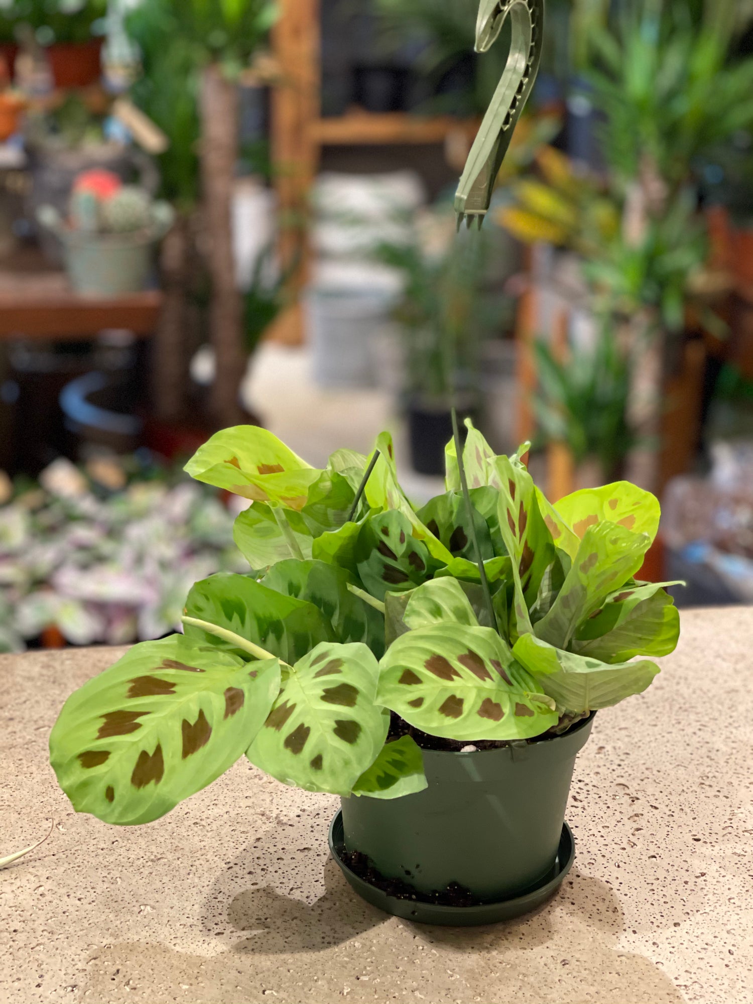 Prayer Plant(Maranta leuconeura) various sizes