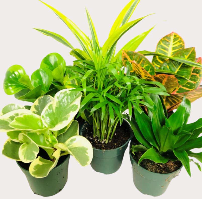 Mixed tropicals
