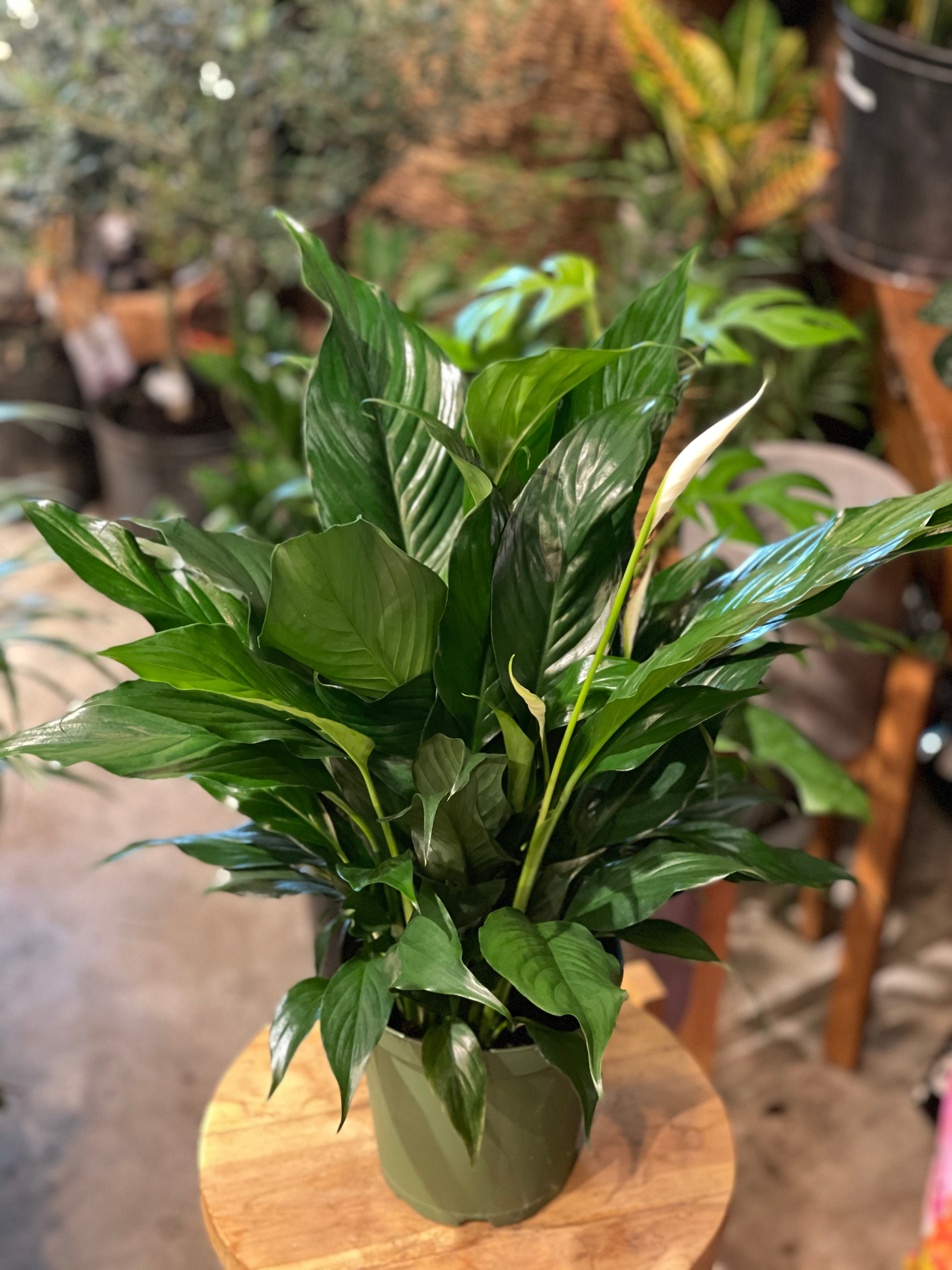 Peace Lily Plants (Various Sizes)
