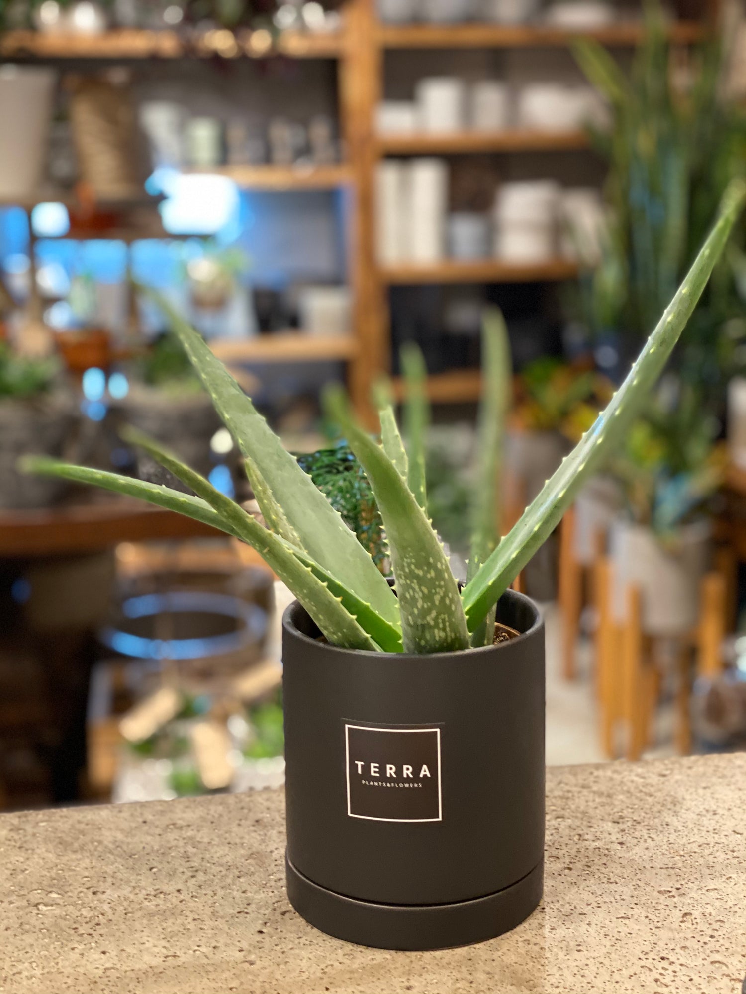 Aloe plant