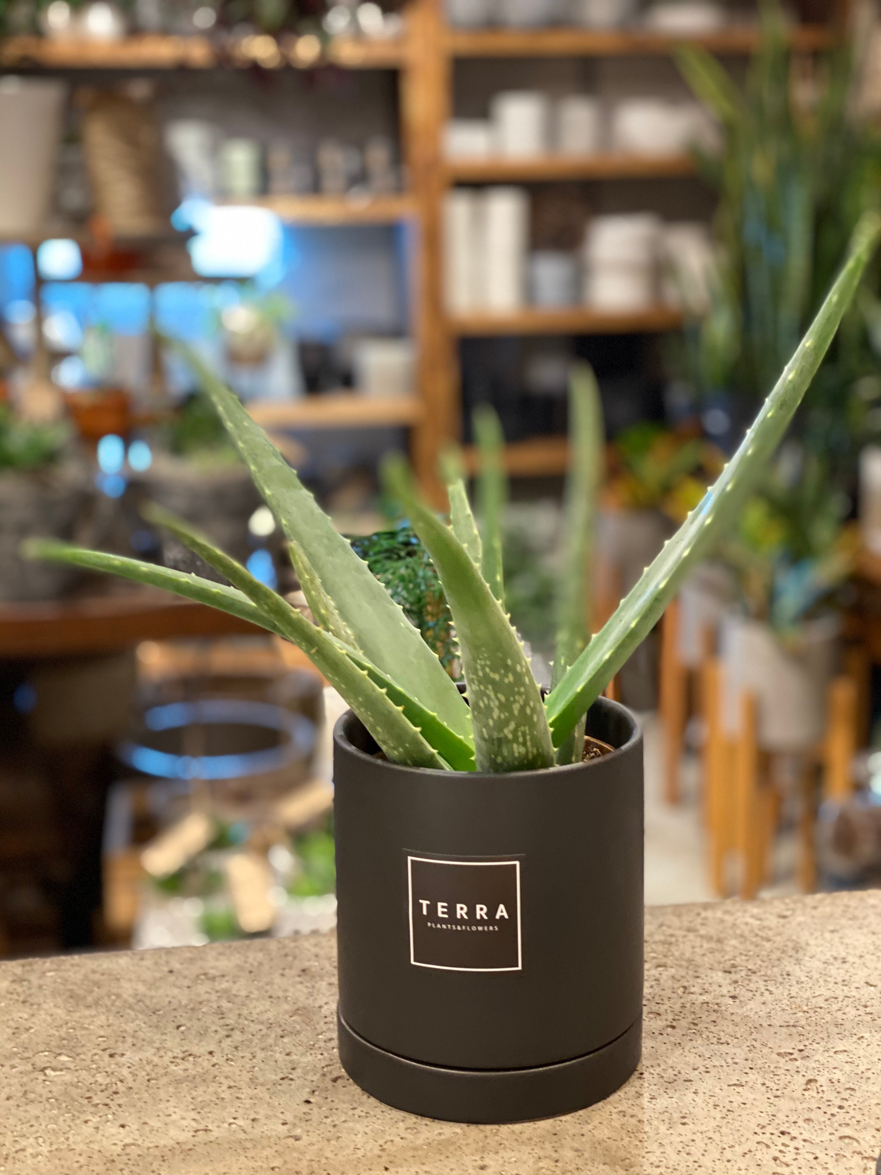Aloe plant