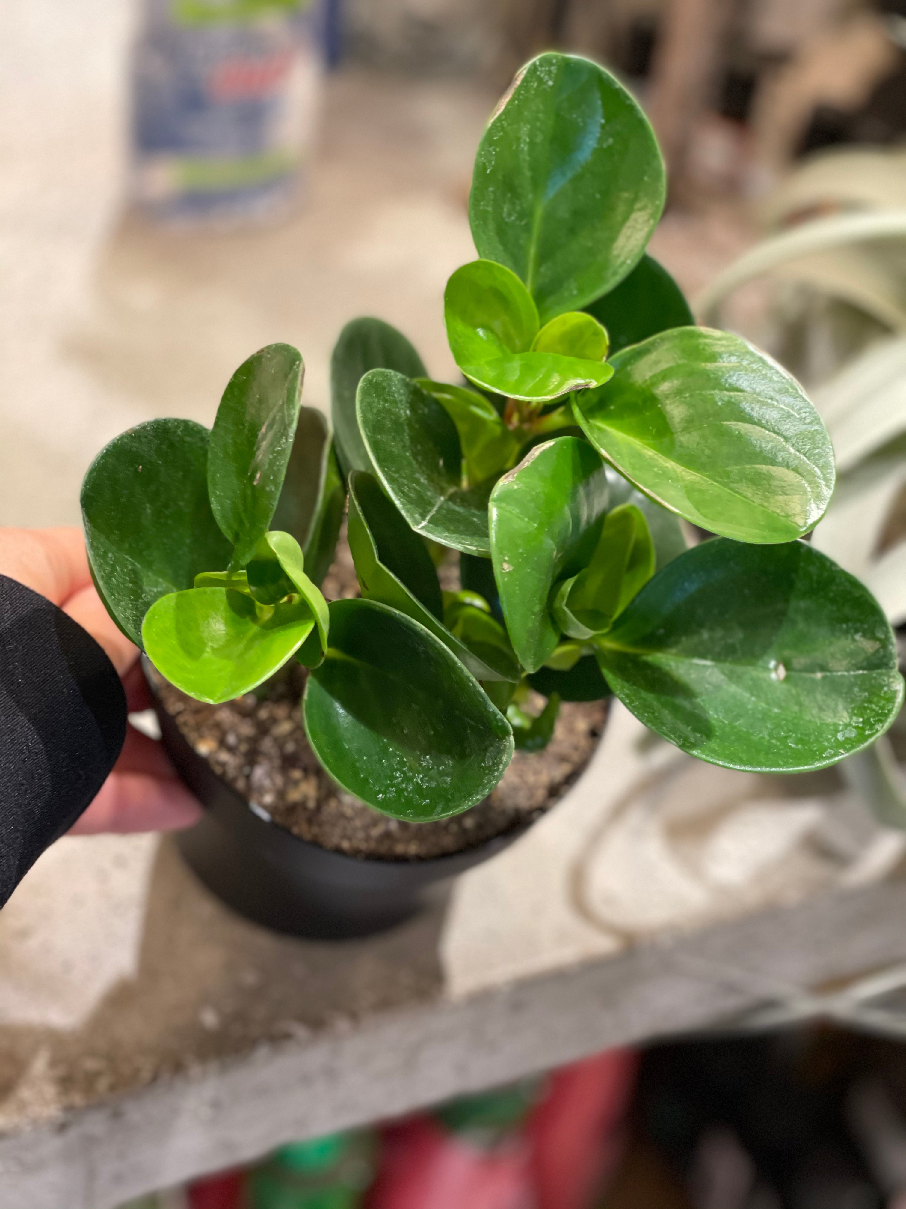Peperomia Plants Mixed
