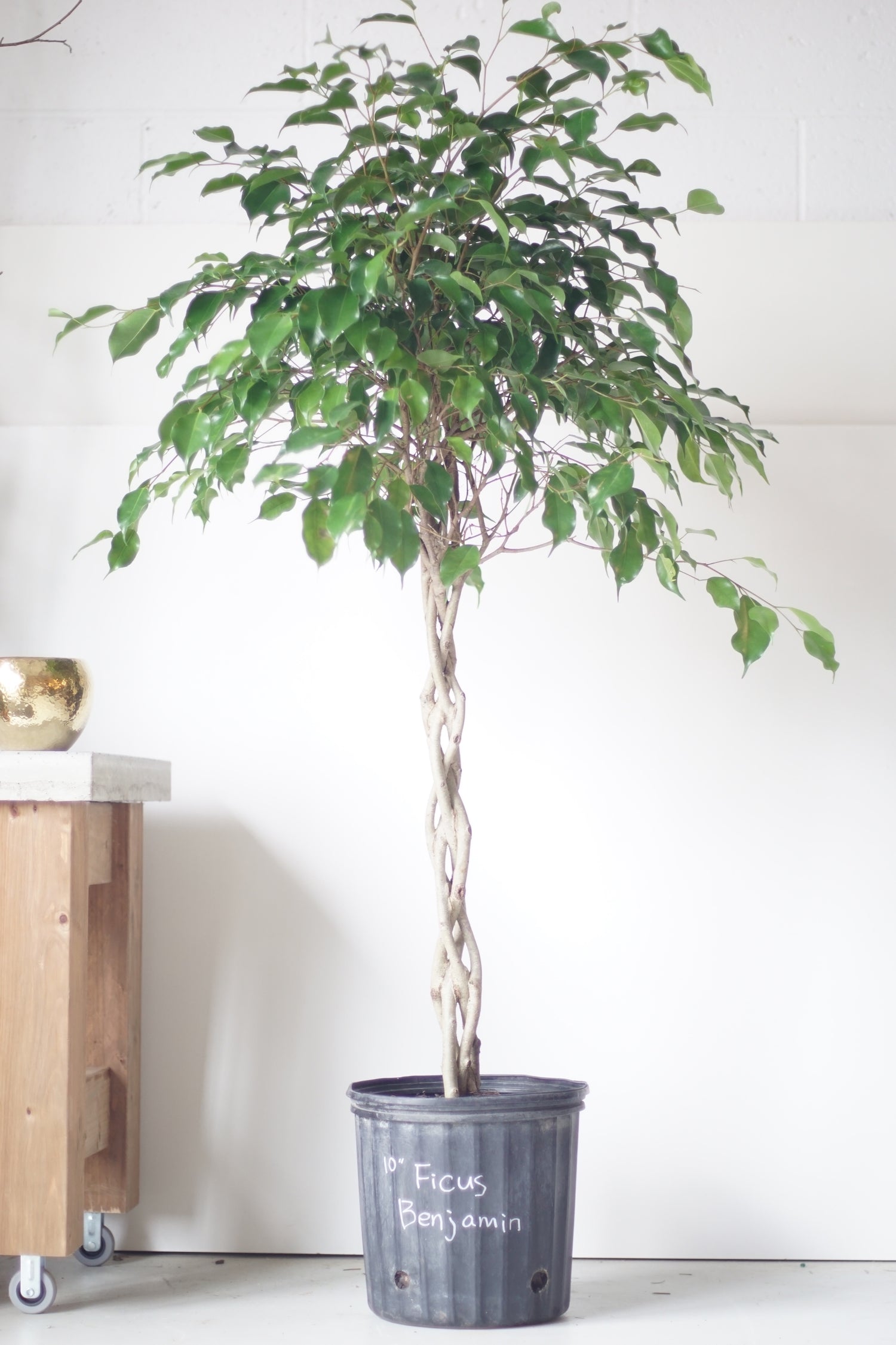 Ficus Benjamina (10")