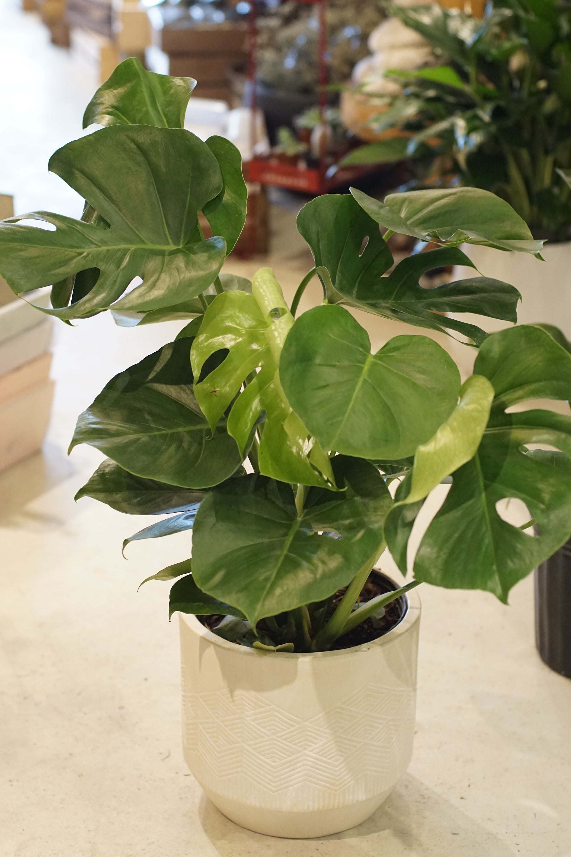 Philodendron Monstera