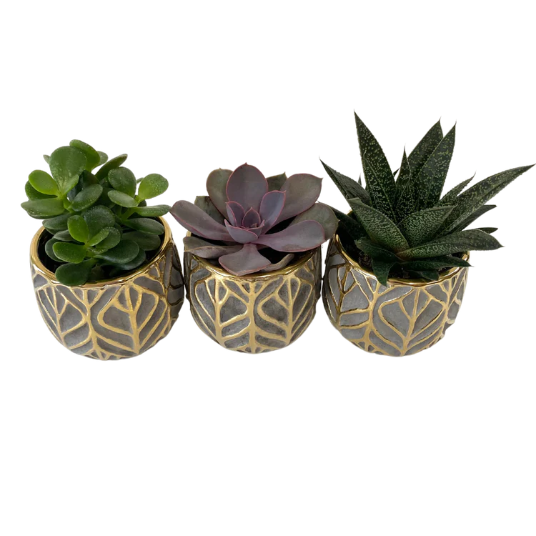Tiny Succulent Trio in Gold Leaf Pots