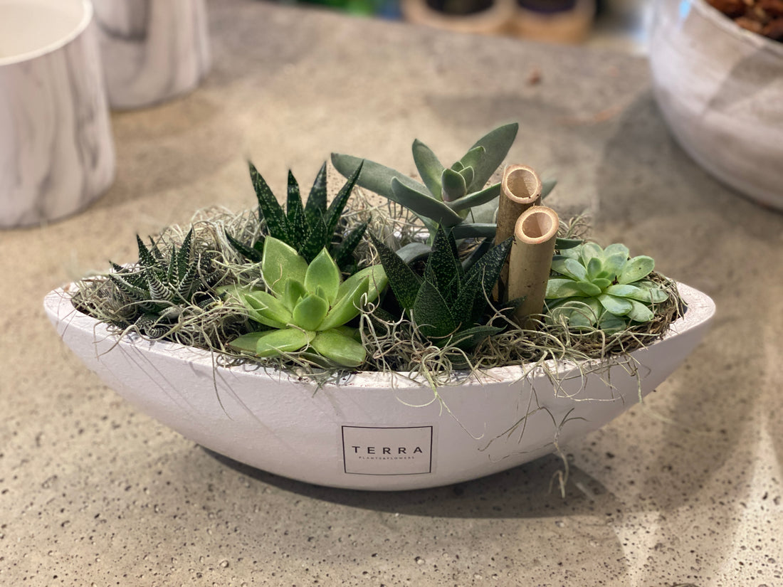 Large White Succulent Boat