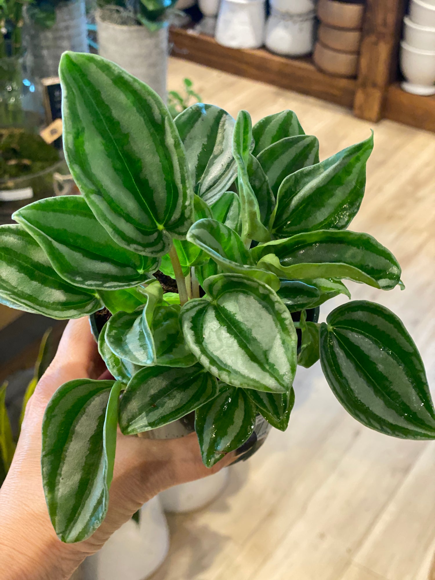 Peperomia Watermelon
