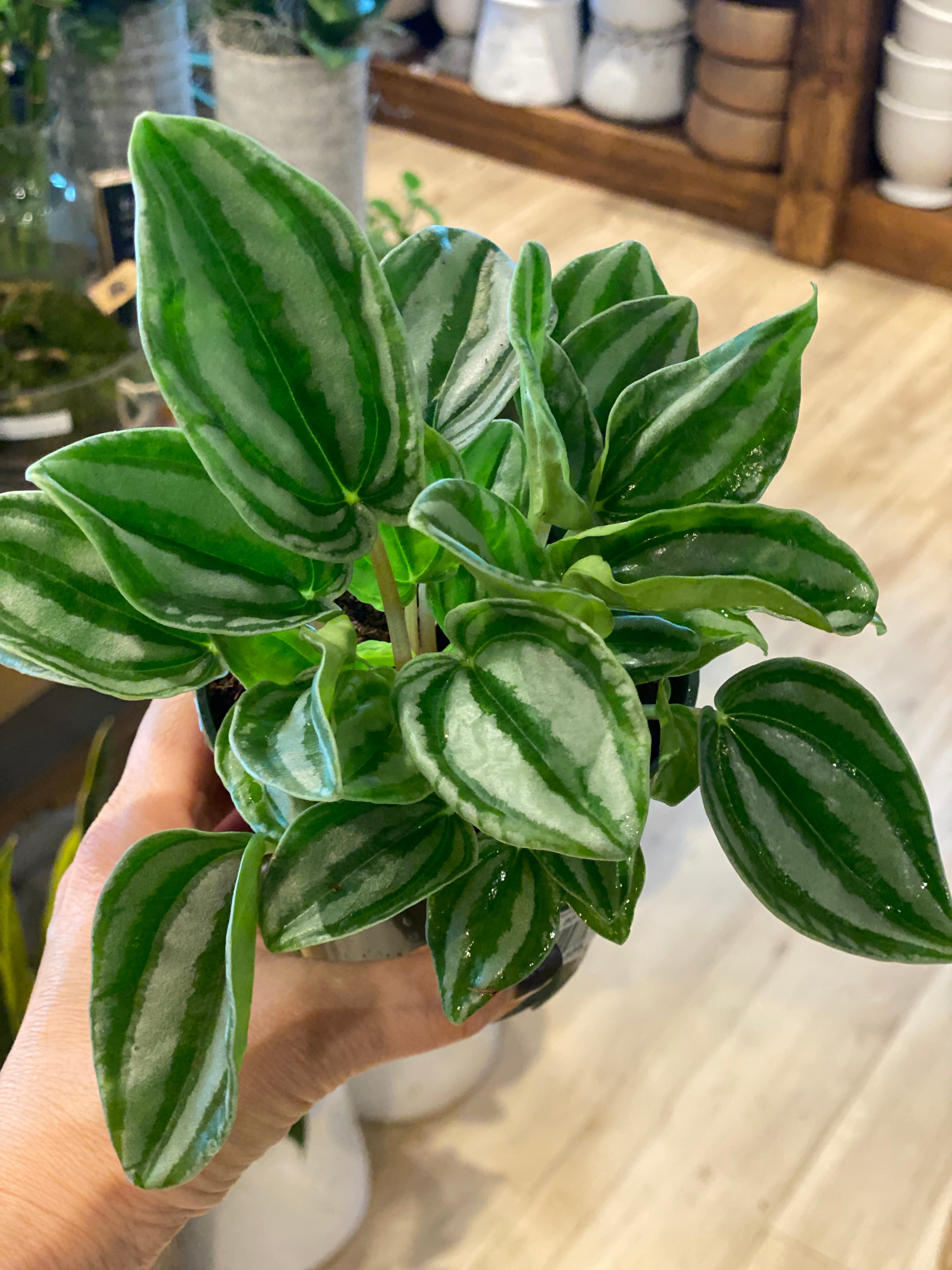 Peperomia Watermelon