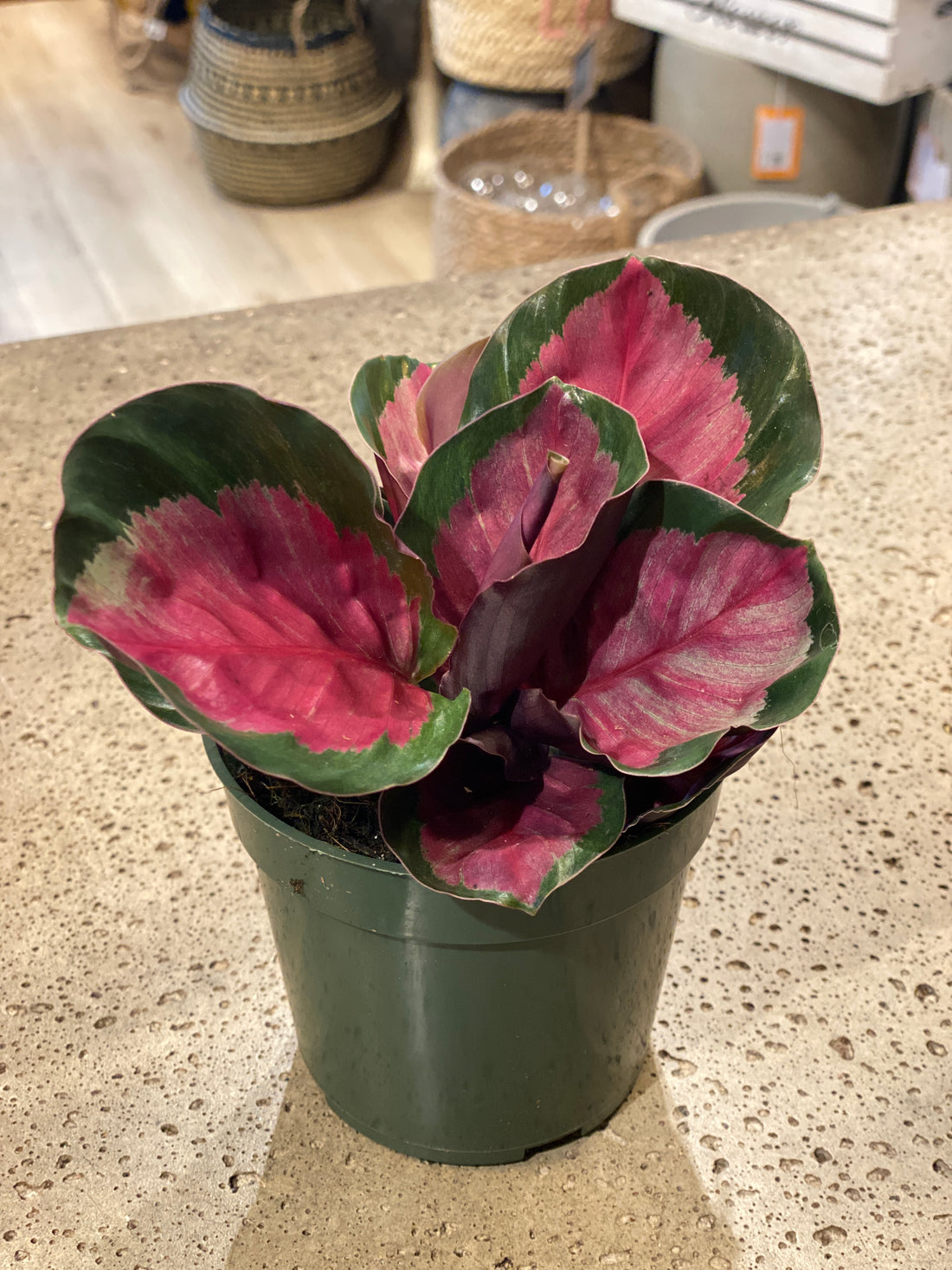Calathea Roseoptica
