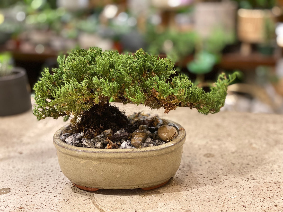 Bonsai Juniper
