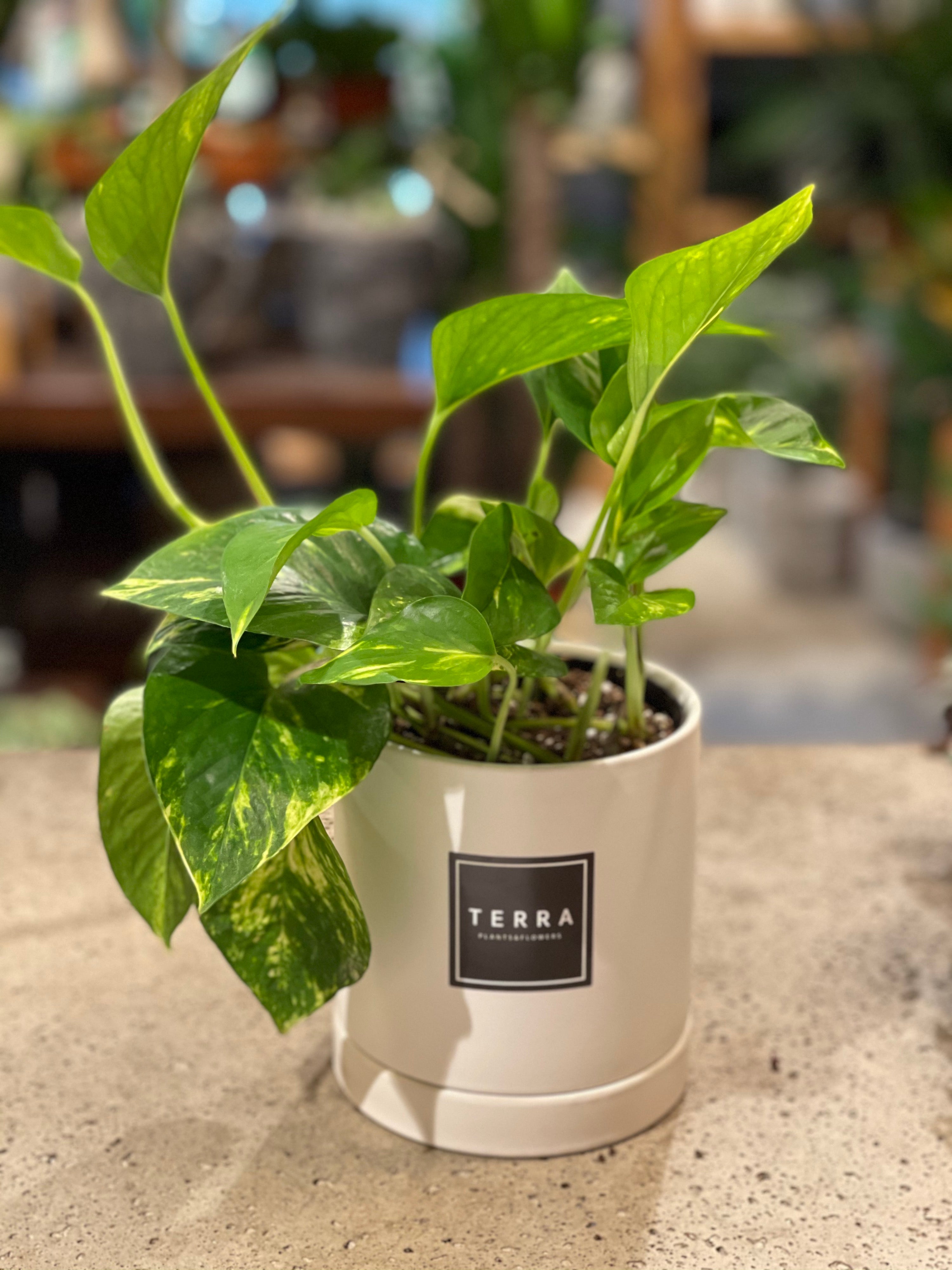 Pothos (Various Sizes)