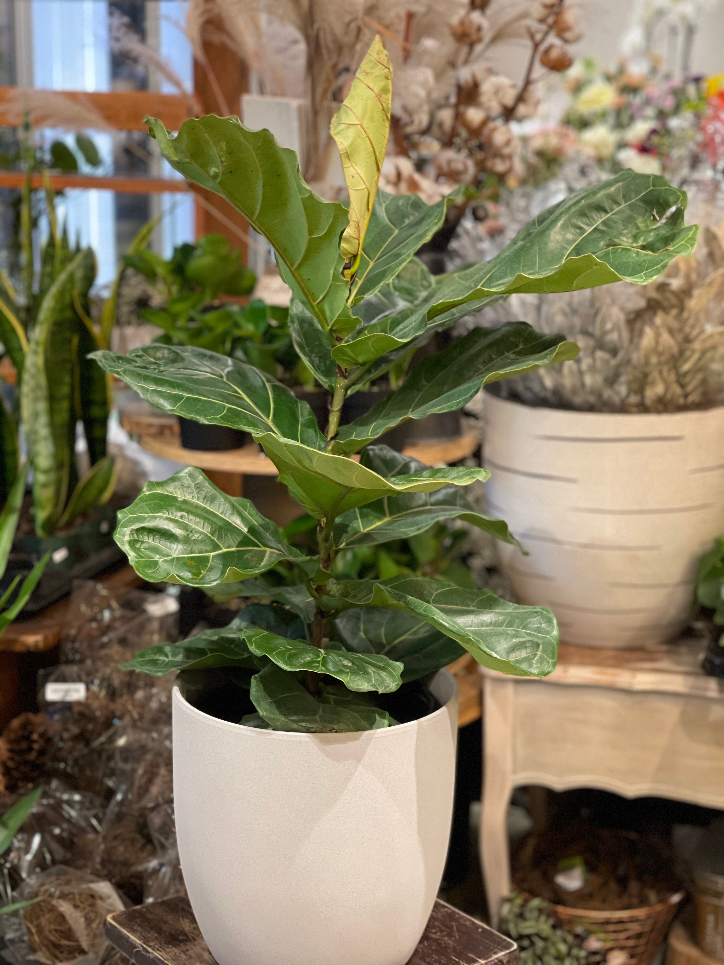 Ficus Lyrata