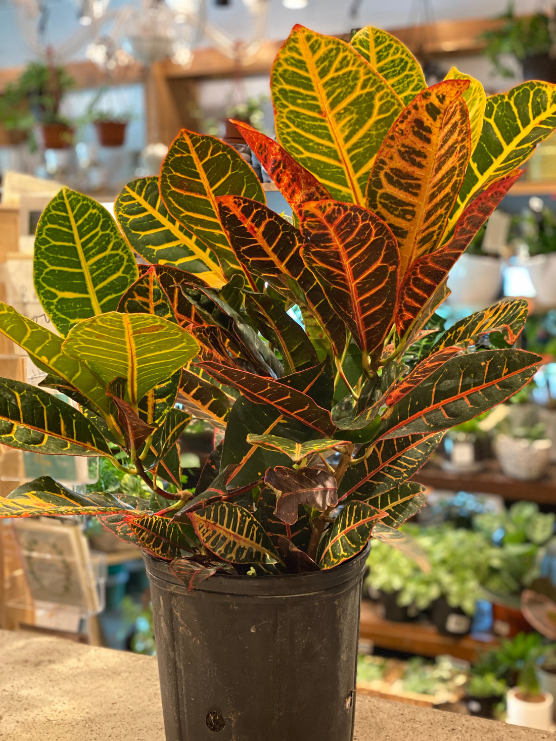 Croton