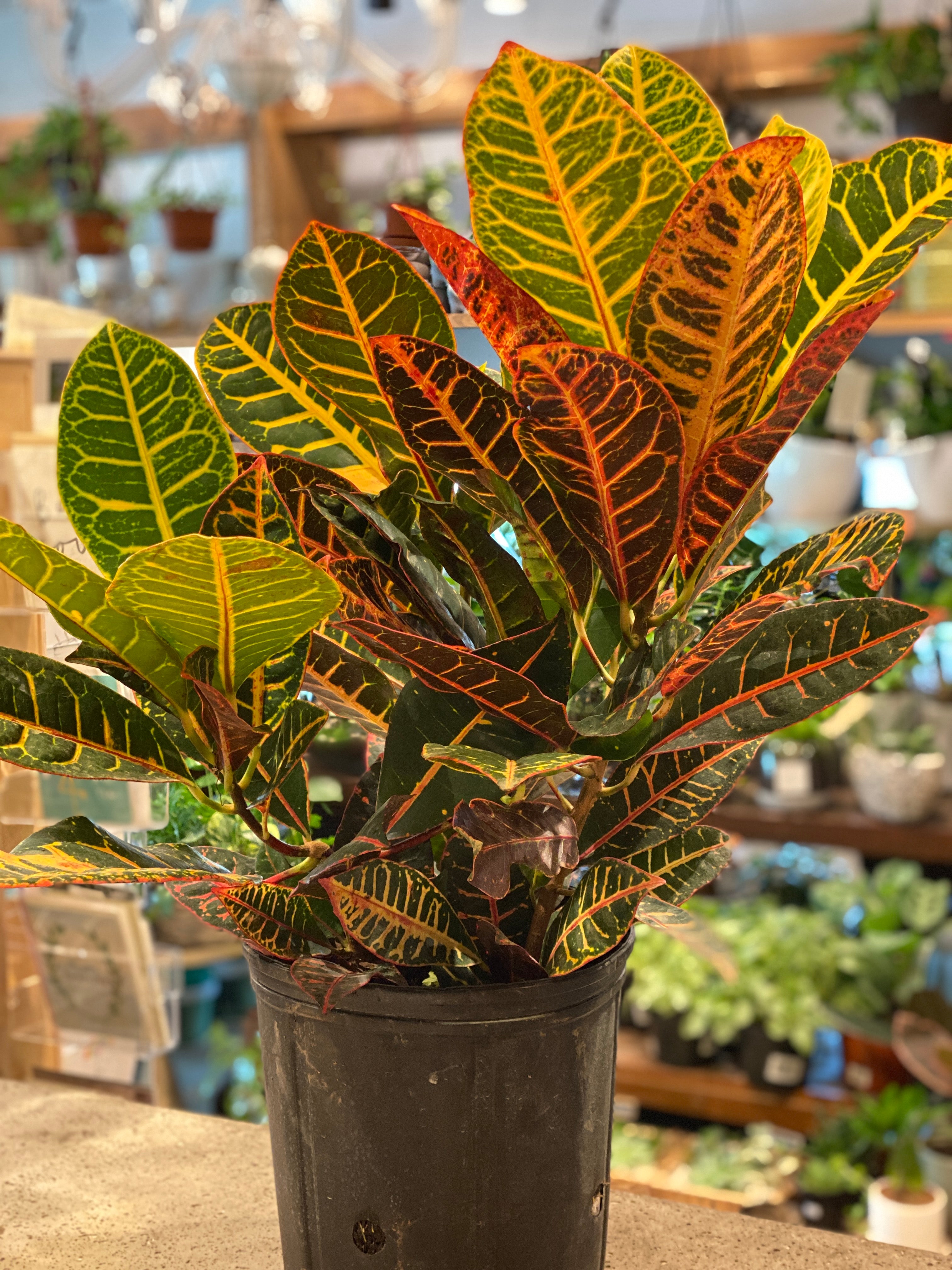 Croton
