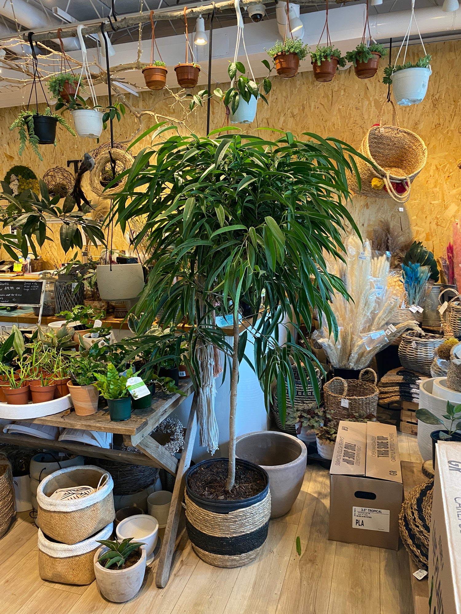 Ficus Alii