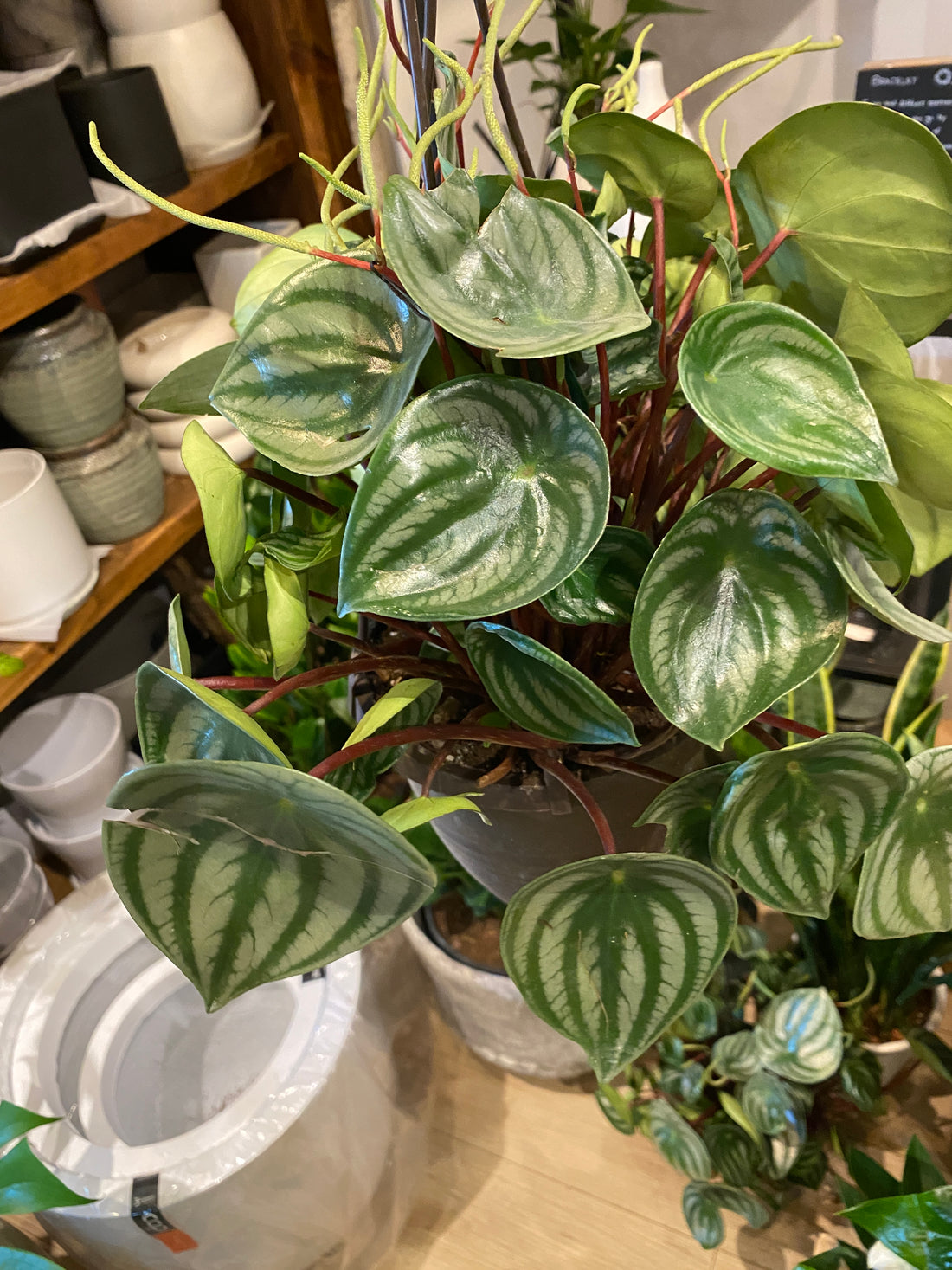 Peperomia Watermelon