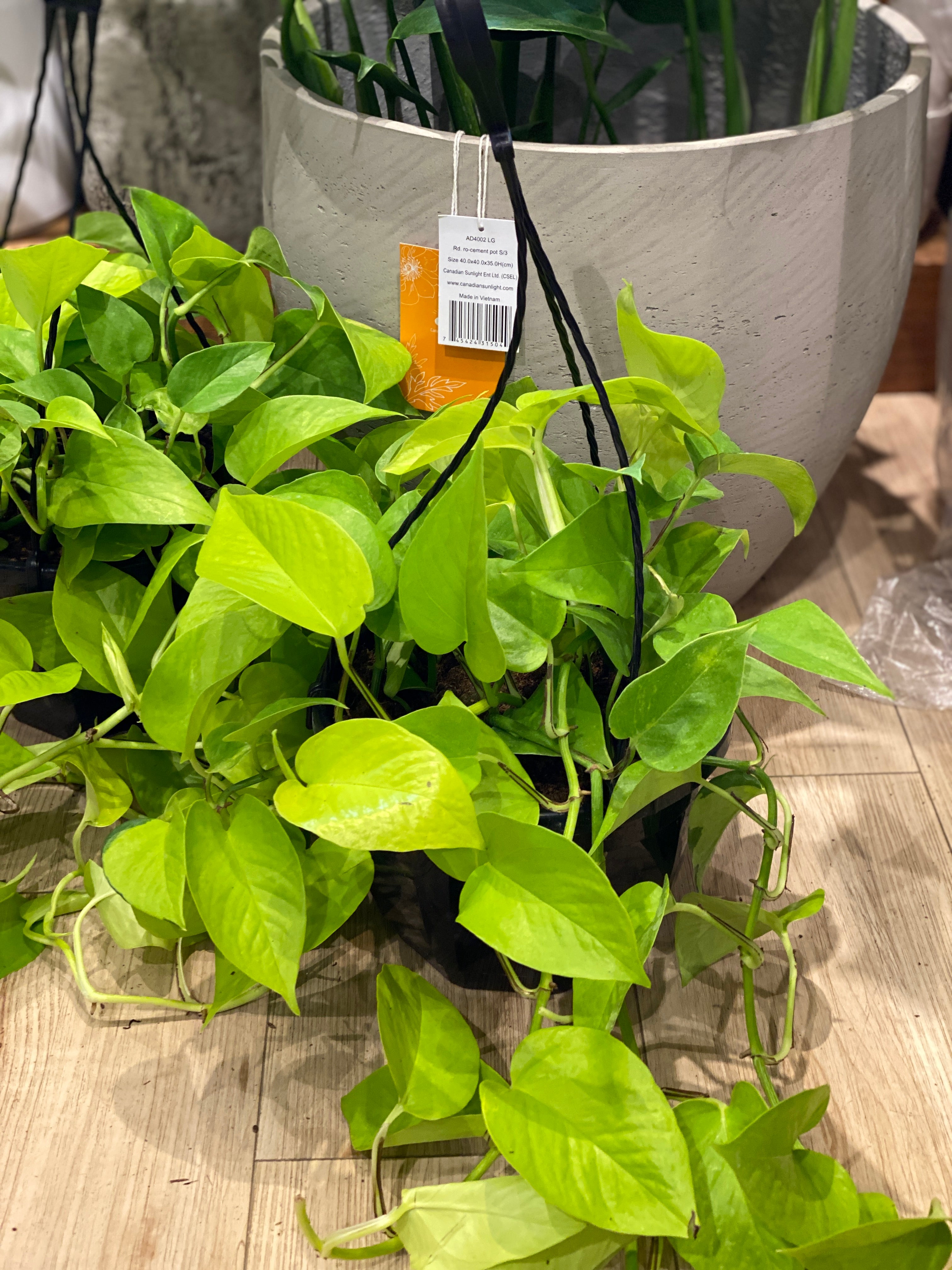 Pothos Neon Totem