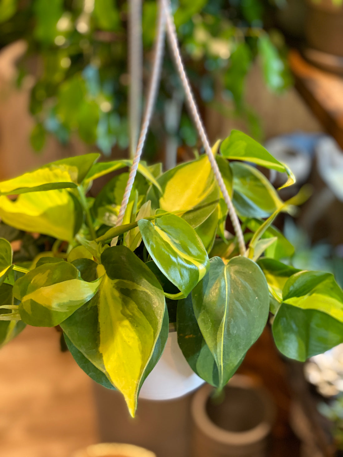 Philodendron Brazil 6" Hanging Pot