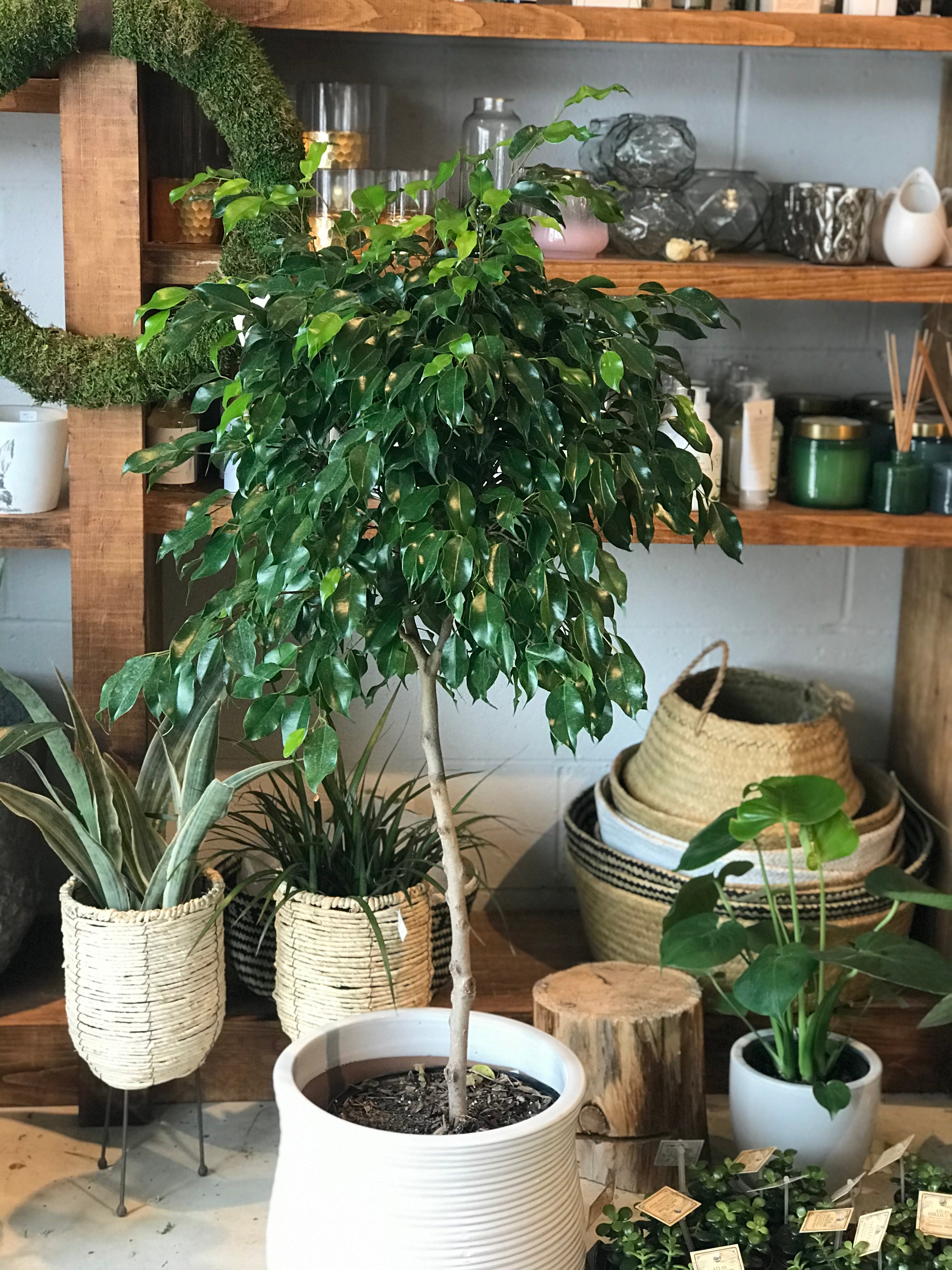 ficus benjamina indoor plant Ficus Benjamina (10")