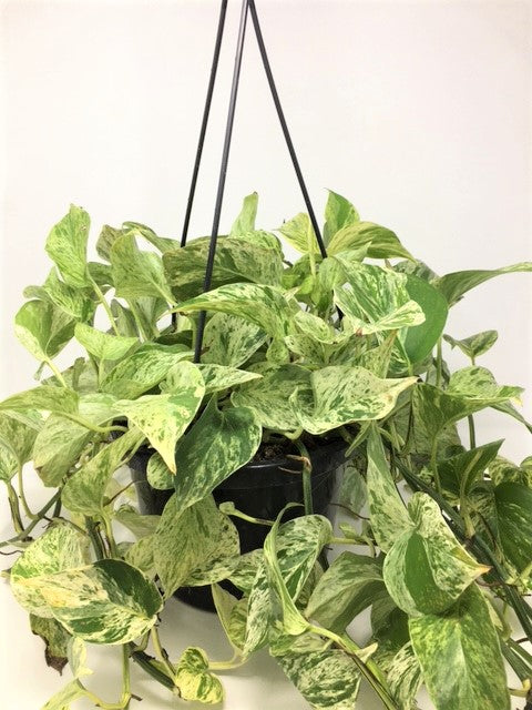 Pothos (Various Sizes)
