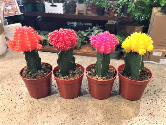 2.5" Moon Cactus