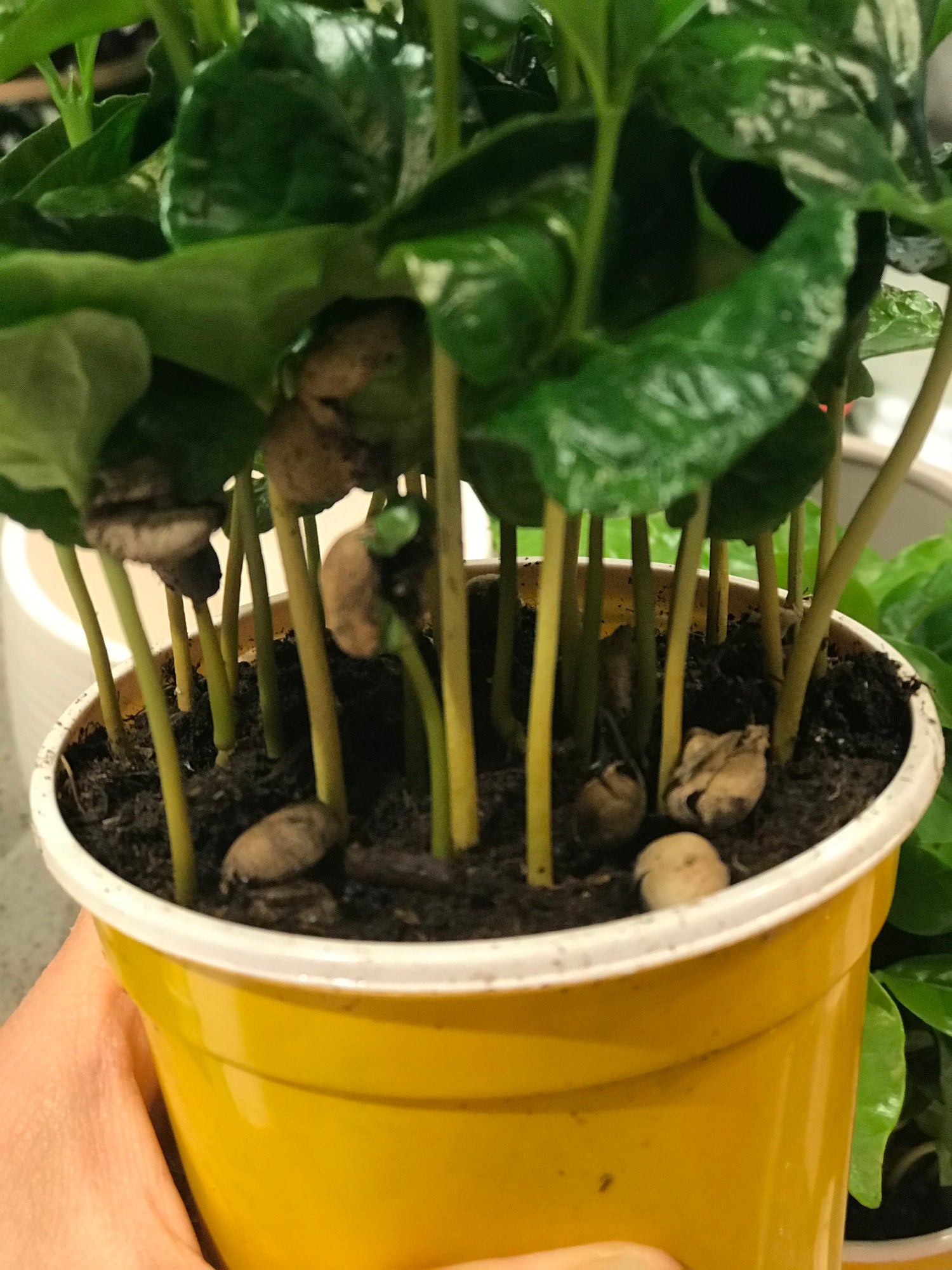 Coffee arabica Plant