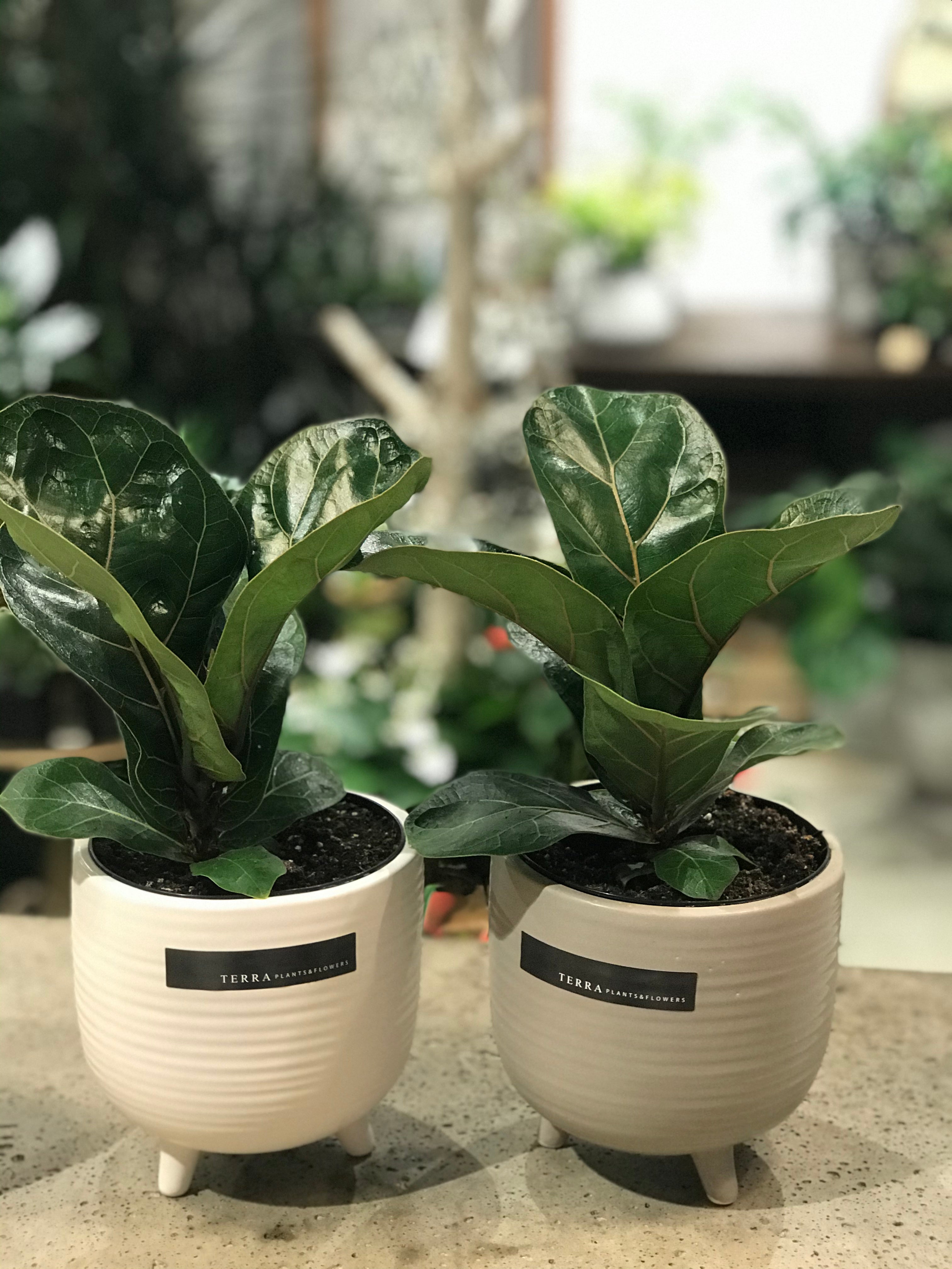 Ficus Lyrata Bambino