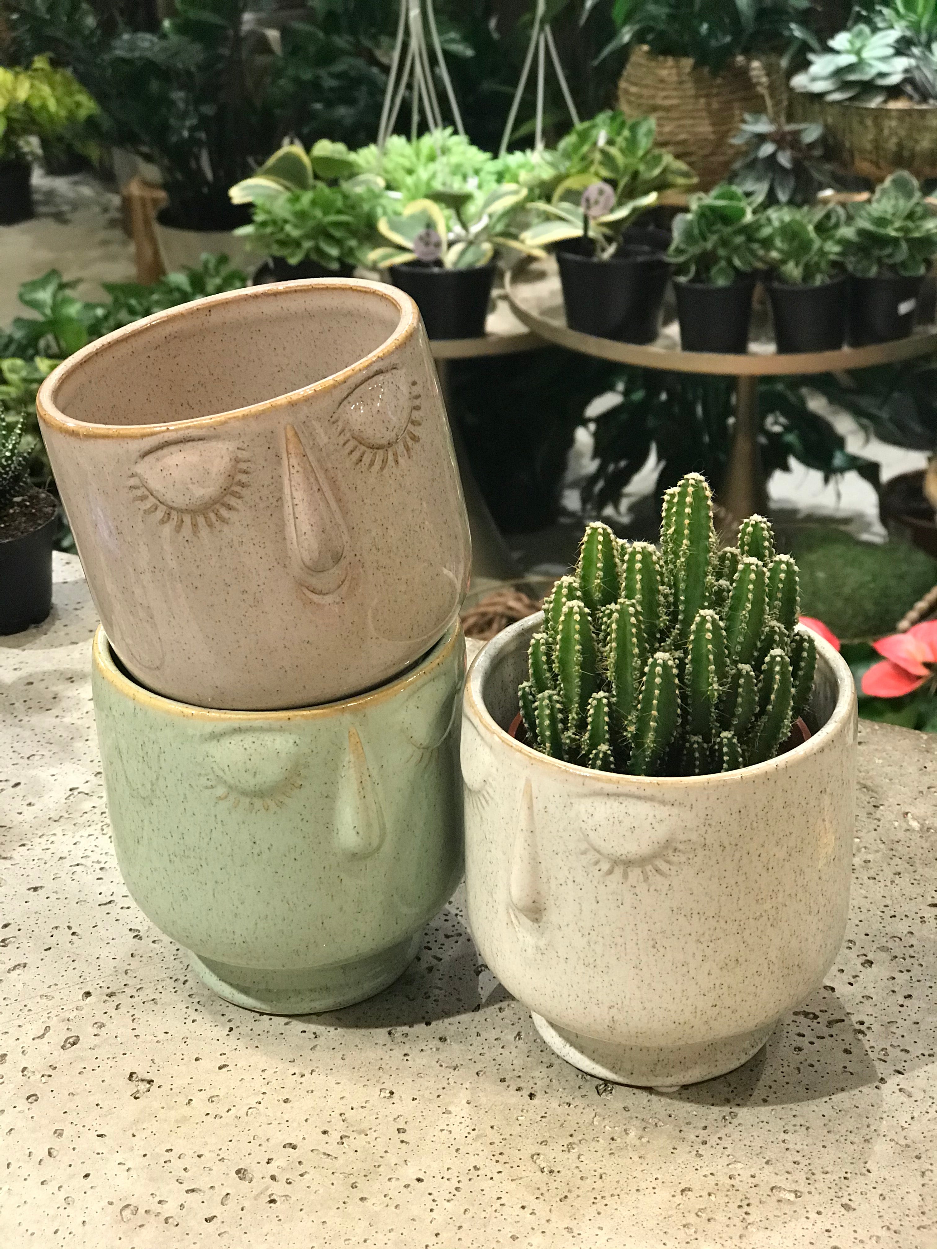 Fairy Castle Cactus