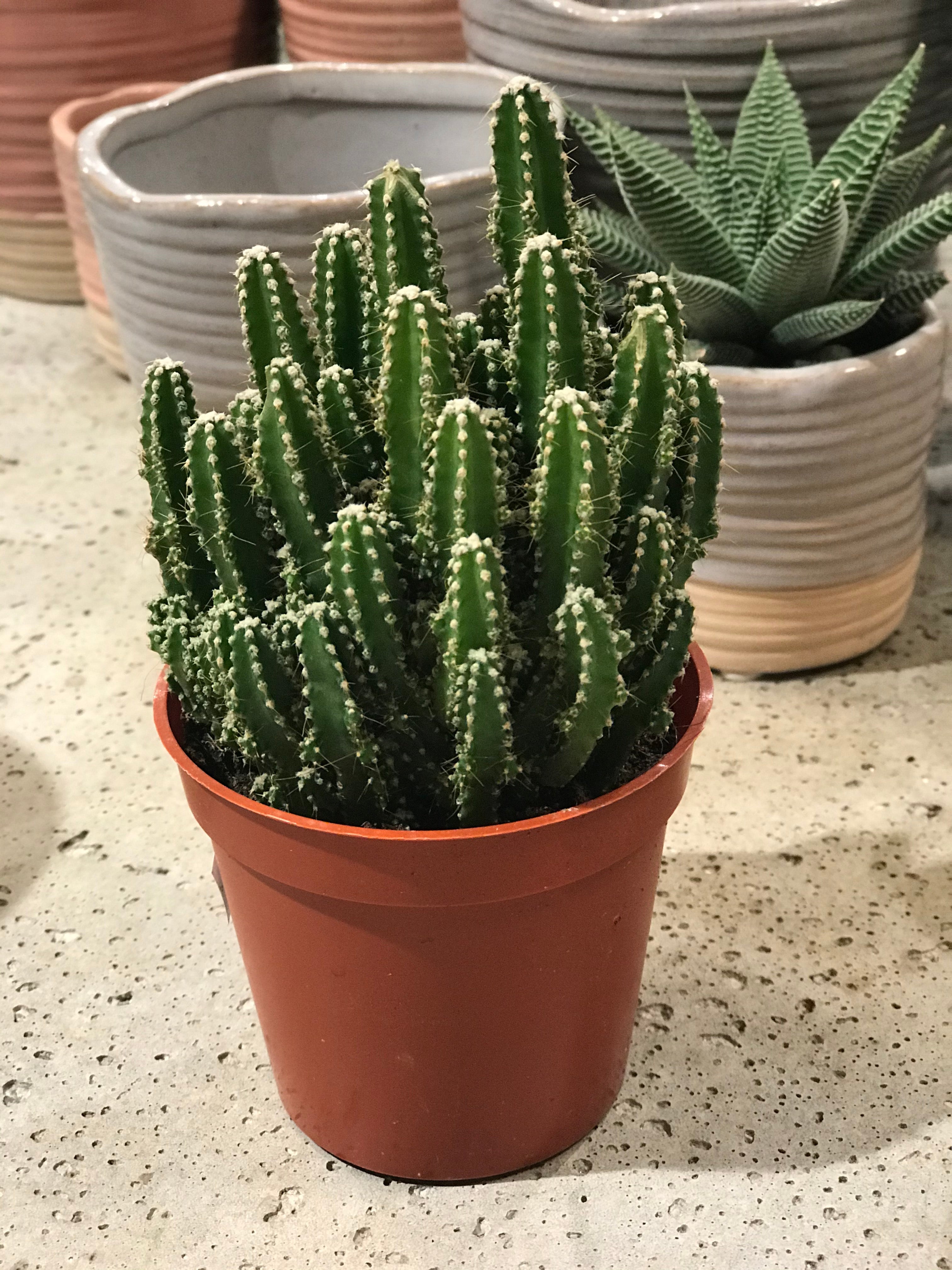 Fairy Castle Cactus