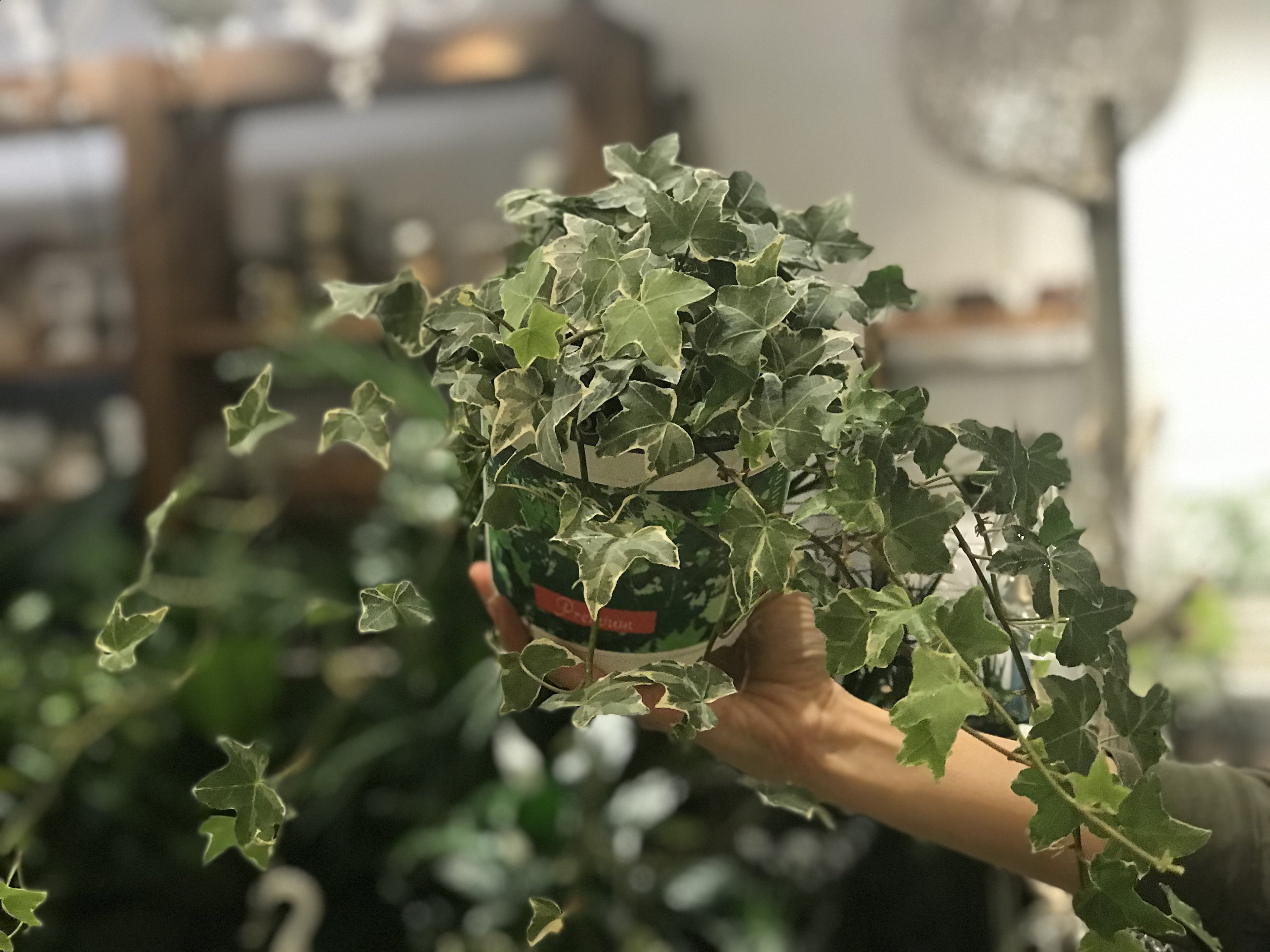 Ivy assorted