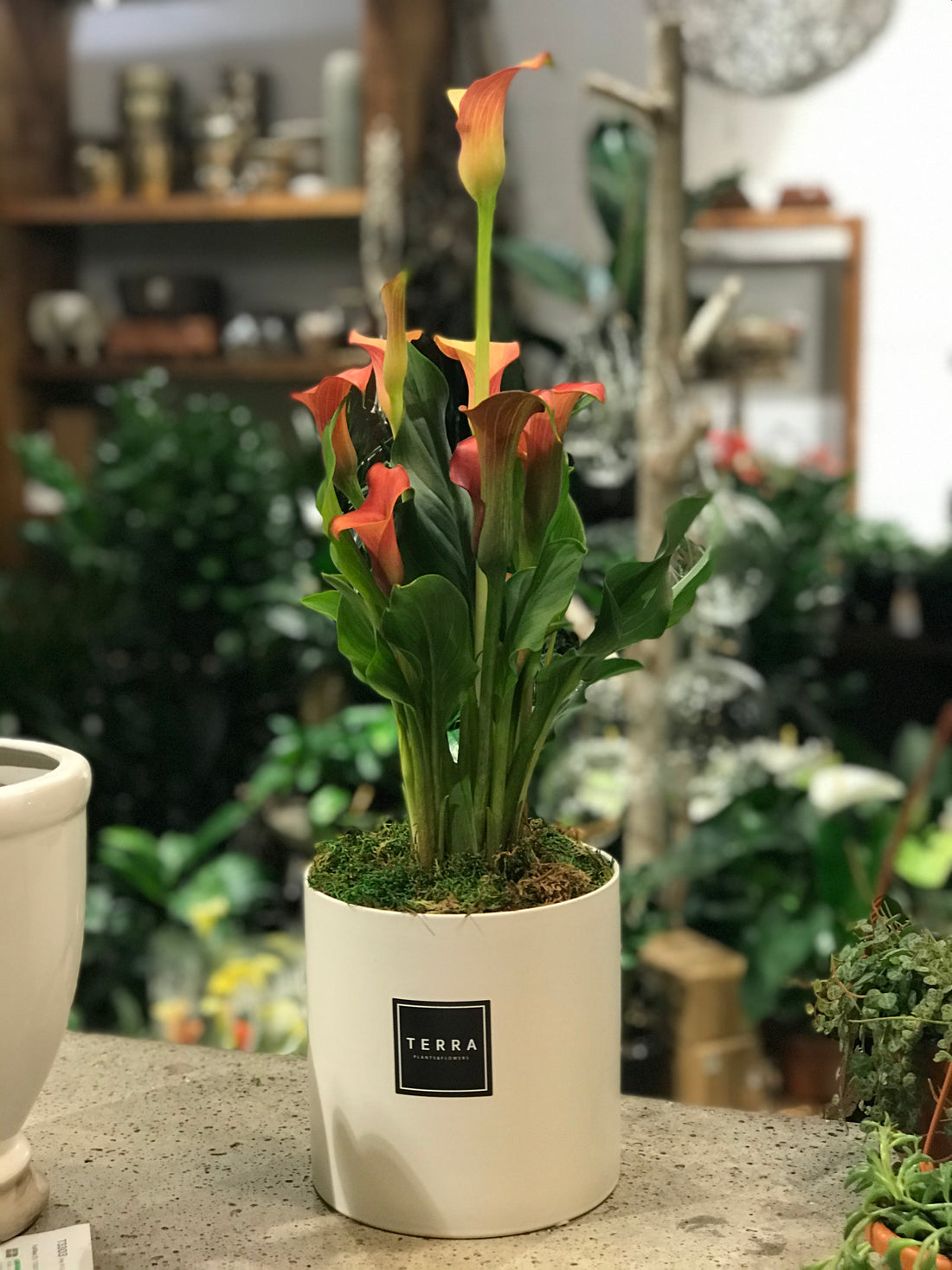 Calla Lily Arrangement