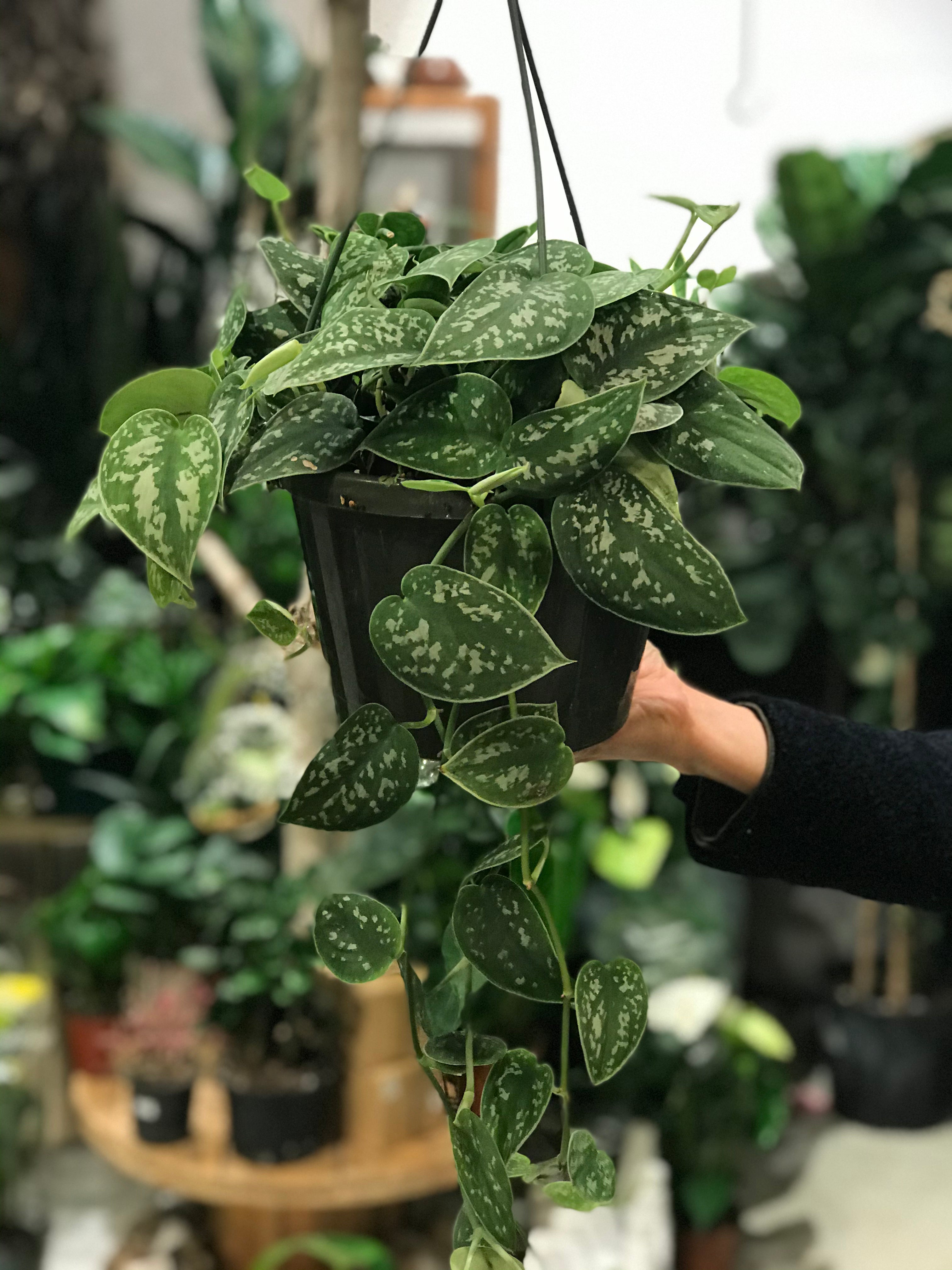 Scindapsus Pictus plants