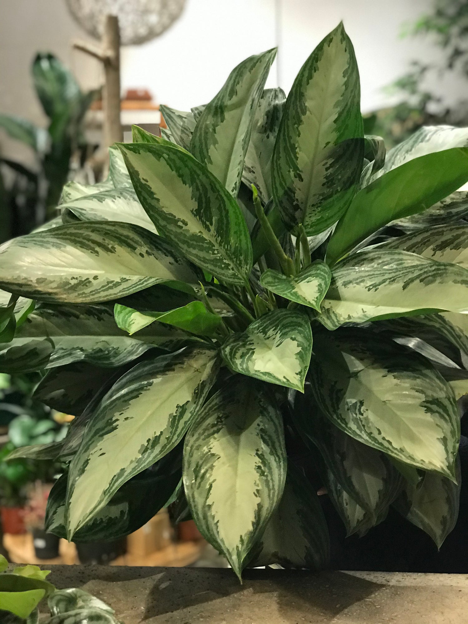 Aglaonema Silver Bay