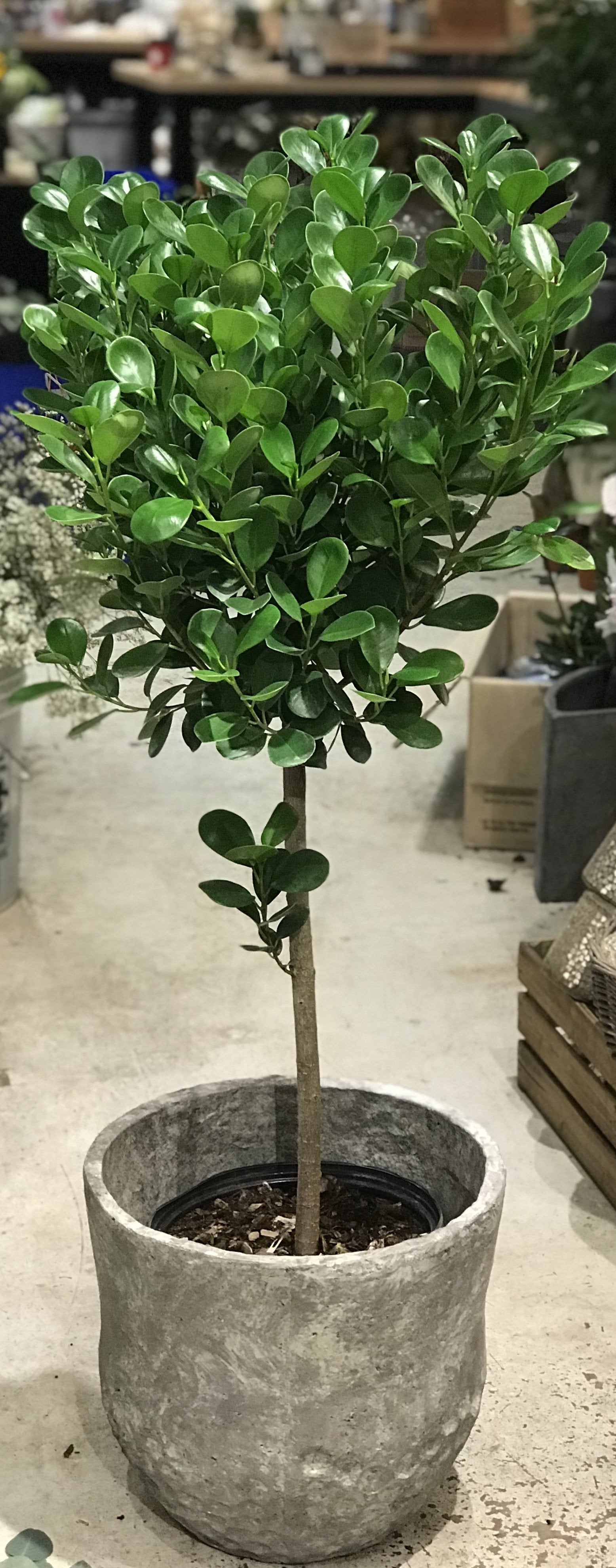 10" Ficus Moclame (Ficus microcarpa)