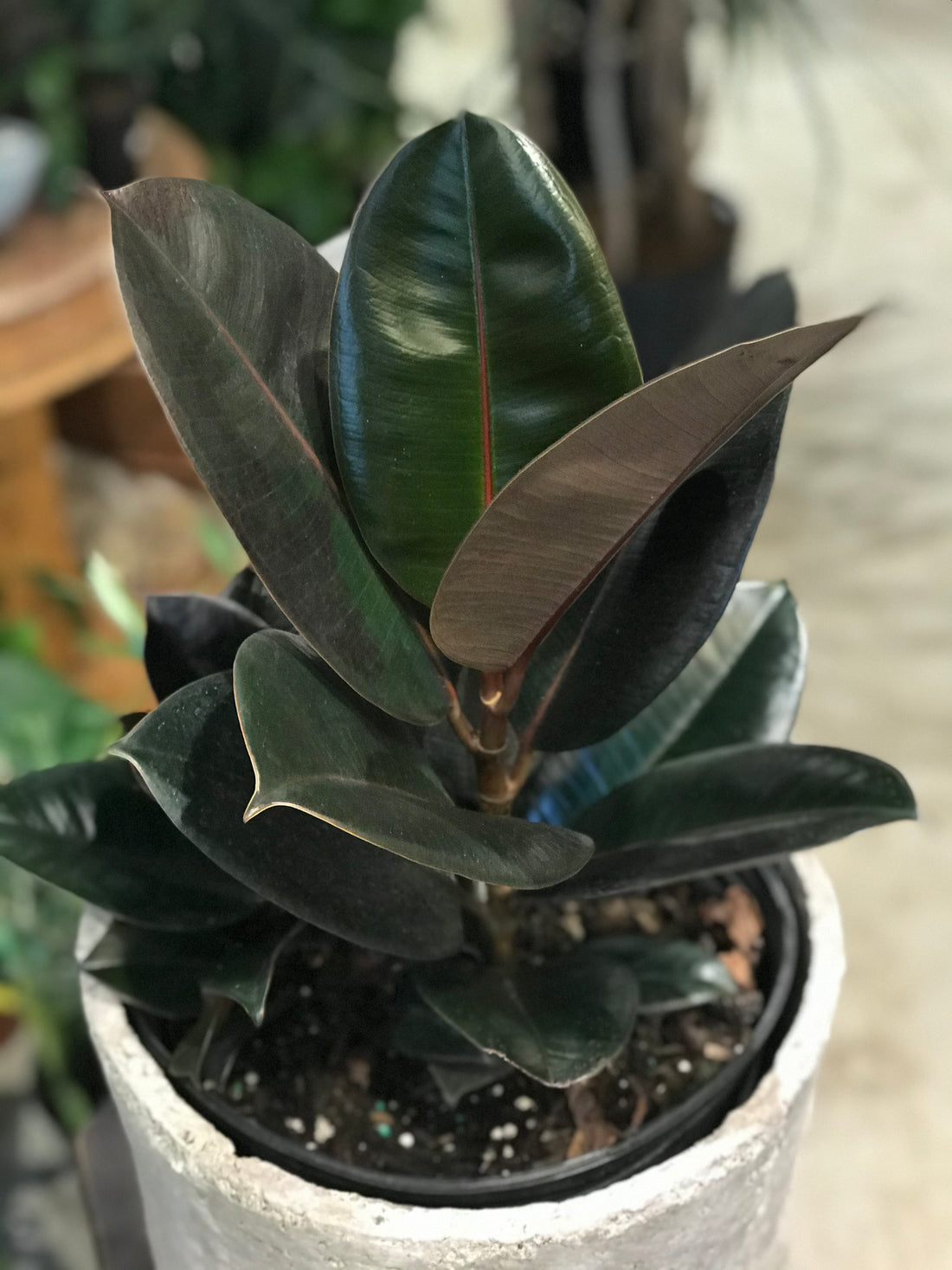 Ficus Burgundy