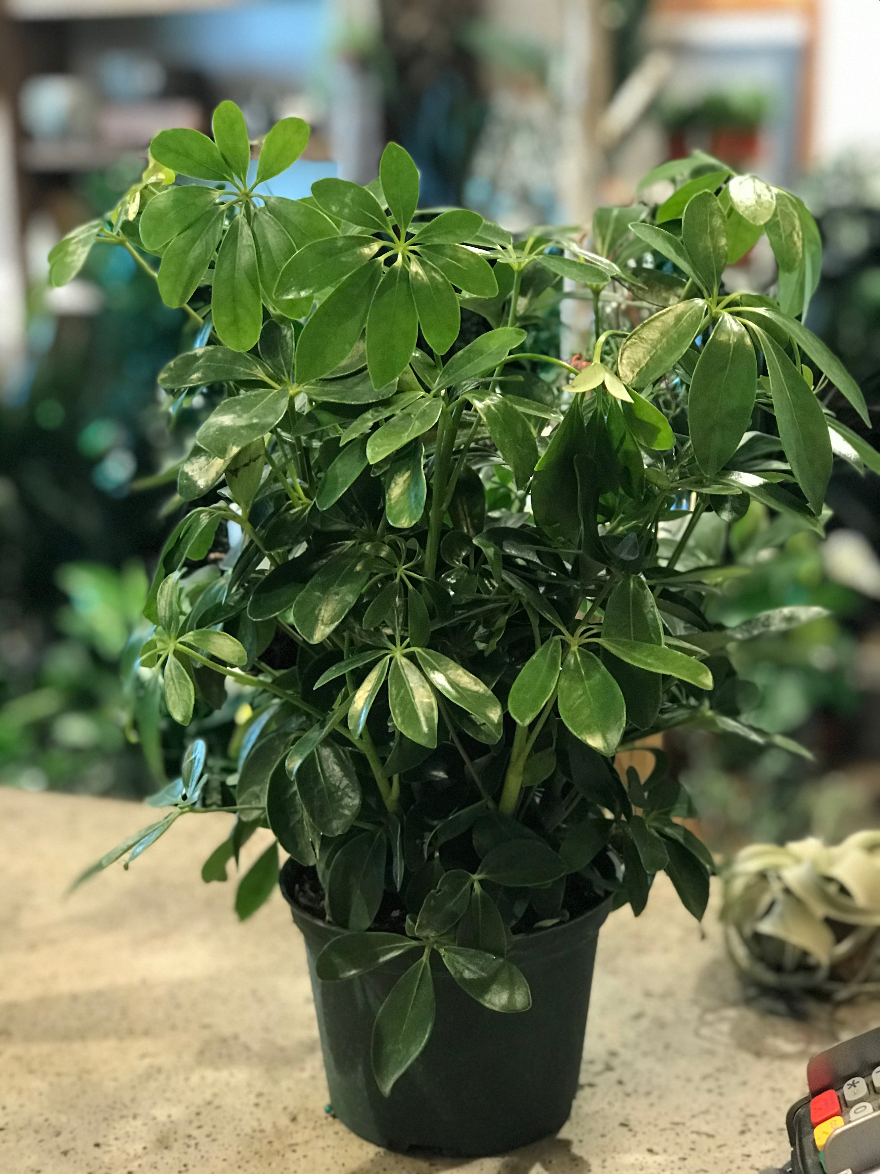 6" Schefflera (Umbrella Plant)