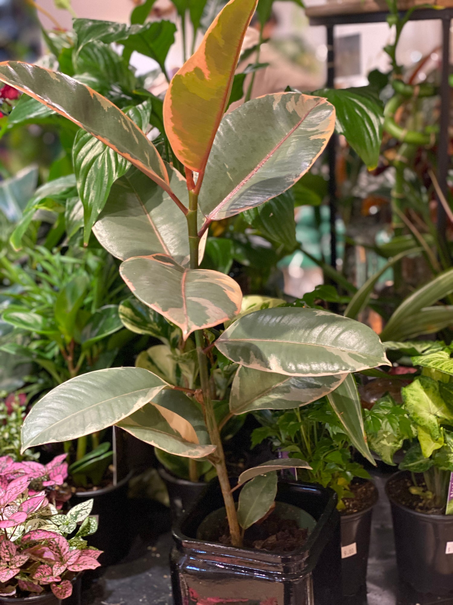 Ficus Elastica Rubber Plant