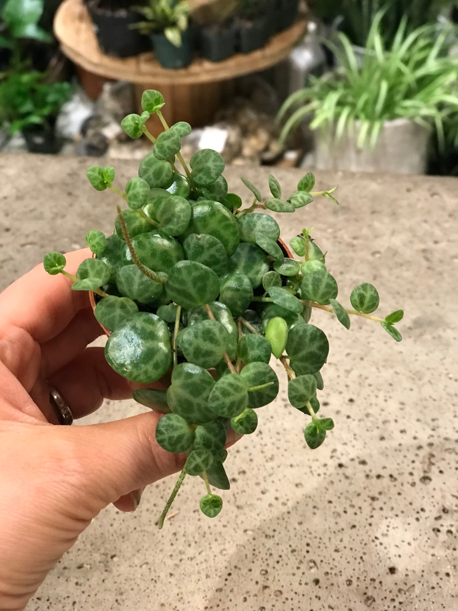 String of Turtles ( Peperomia prostrata)