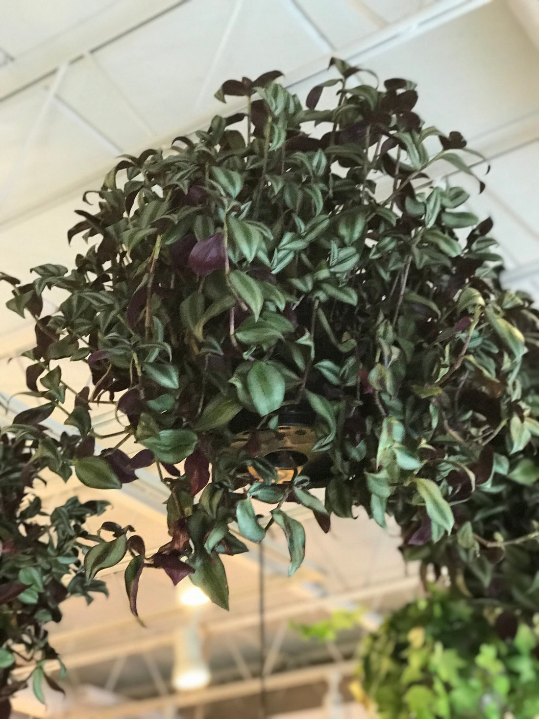 Tradescantia Zebrina