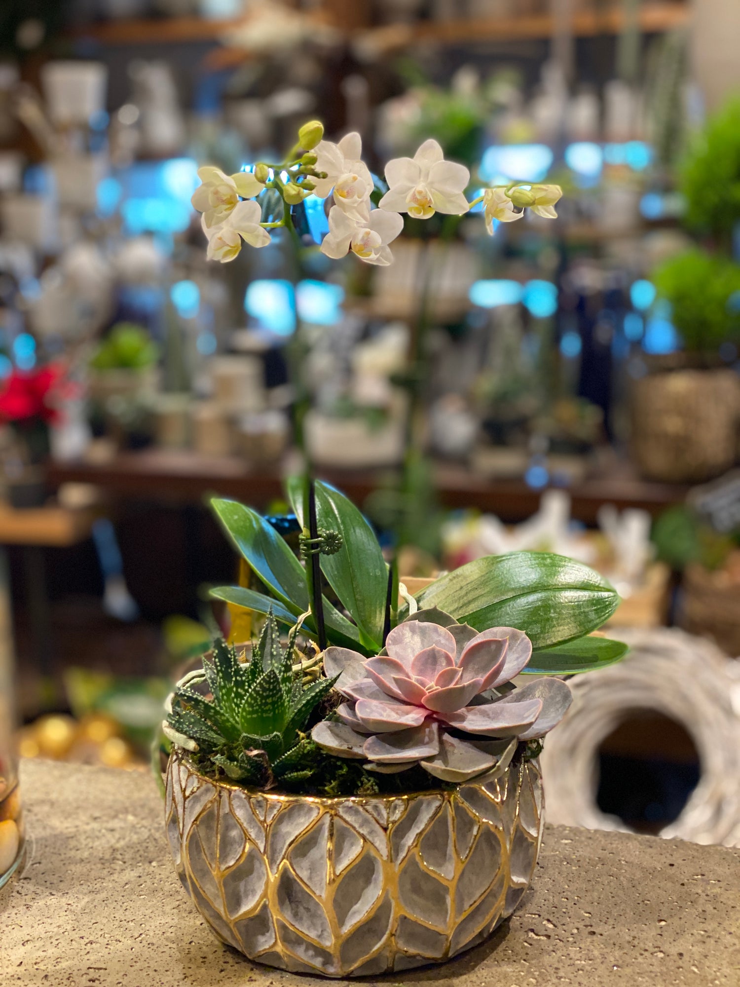 Grey Gold Leaf Orchid/Succulent Planter