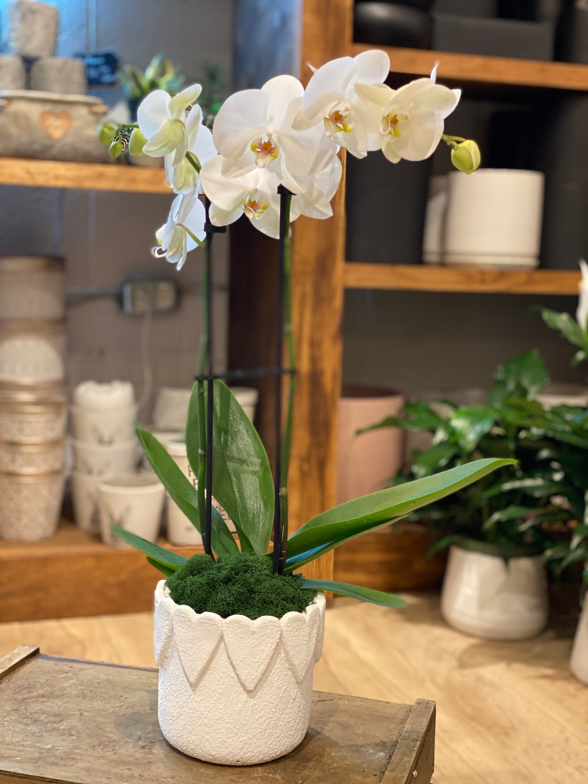 Lovely Orchid in Heart Pot