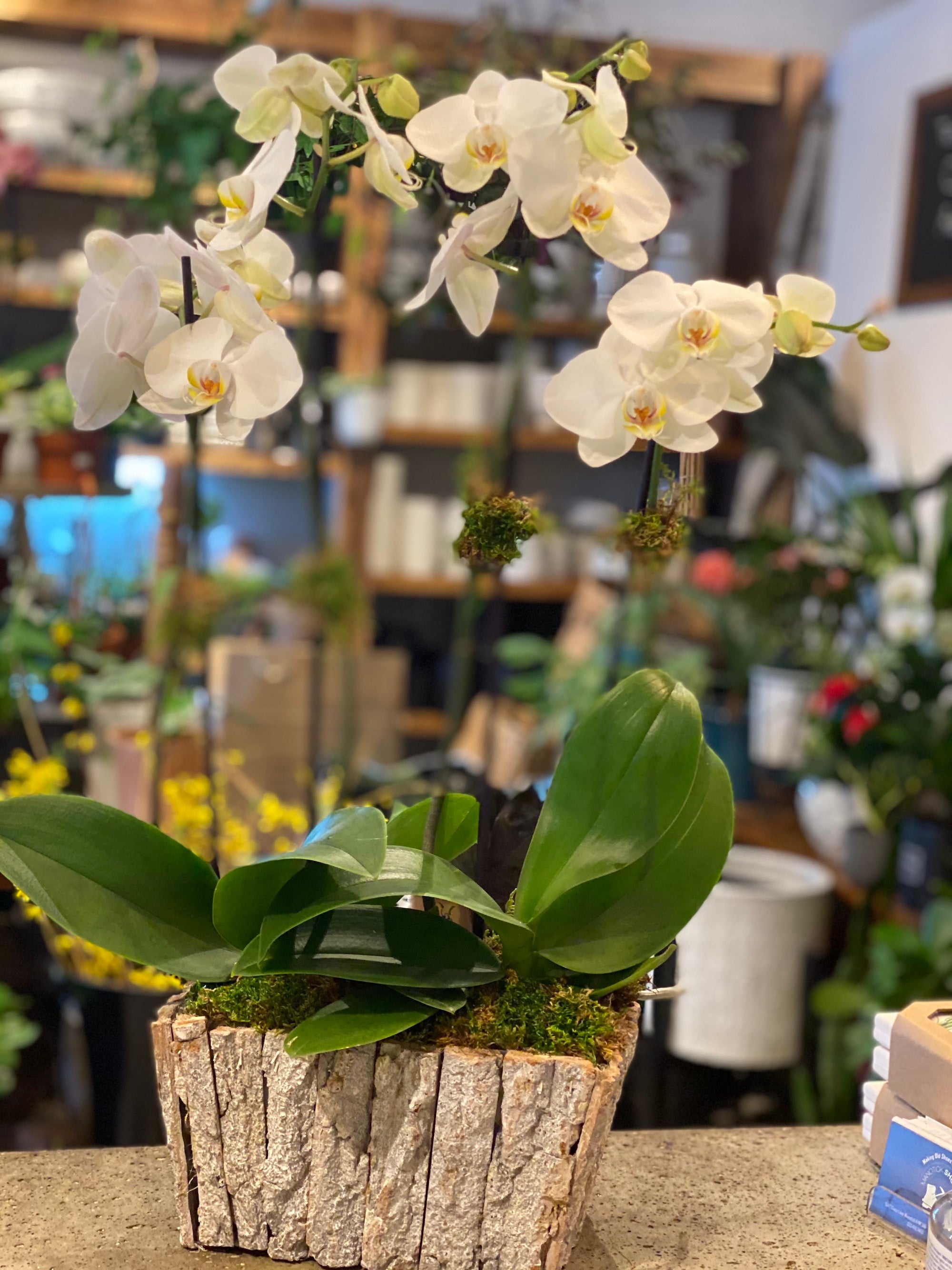 Contemporary Orchid Planter