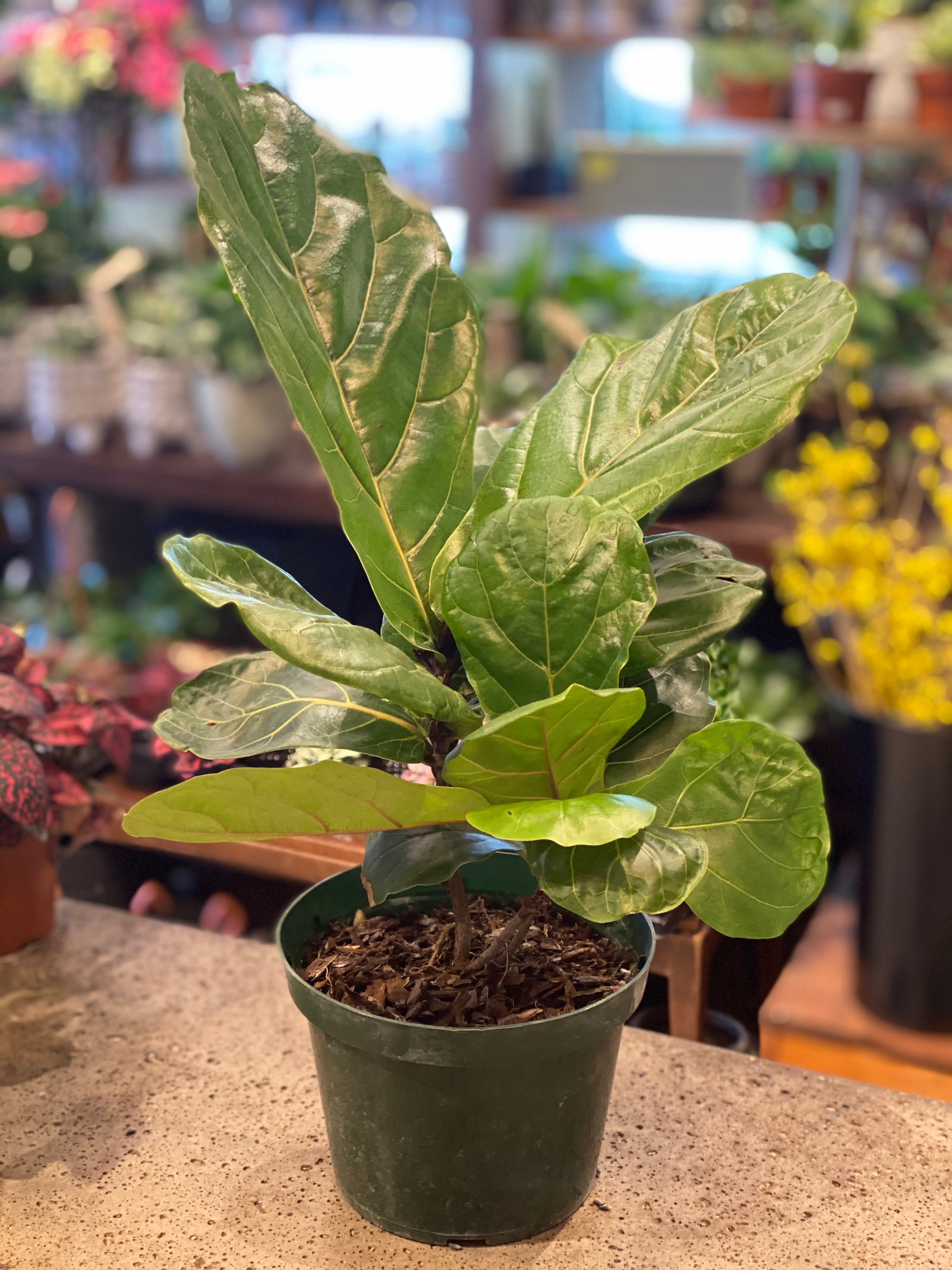 Ficus Lyrata