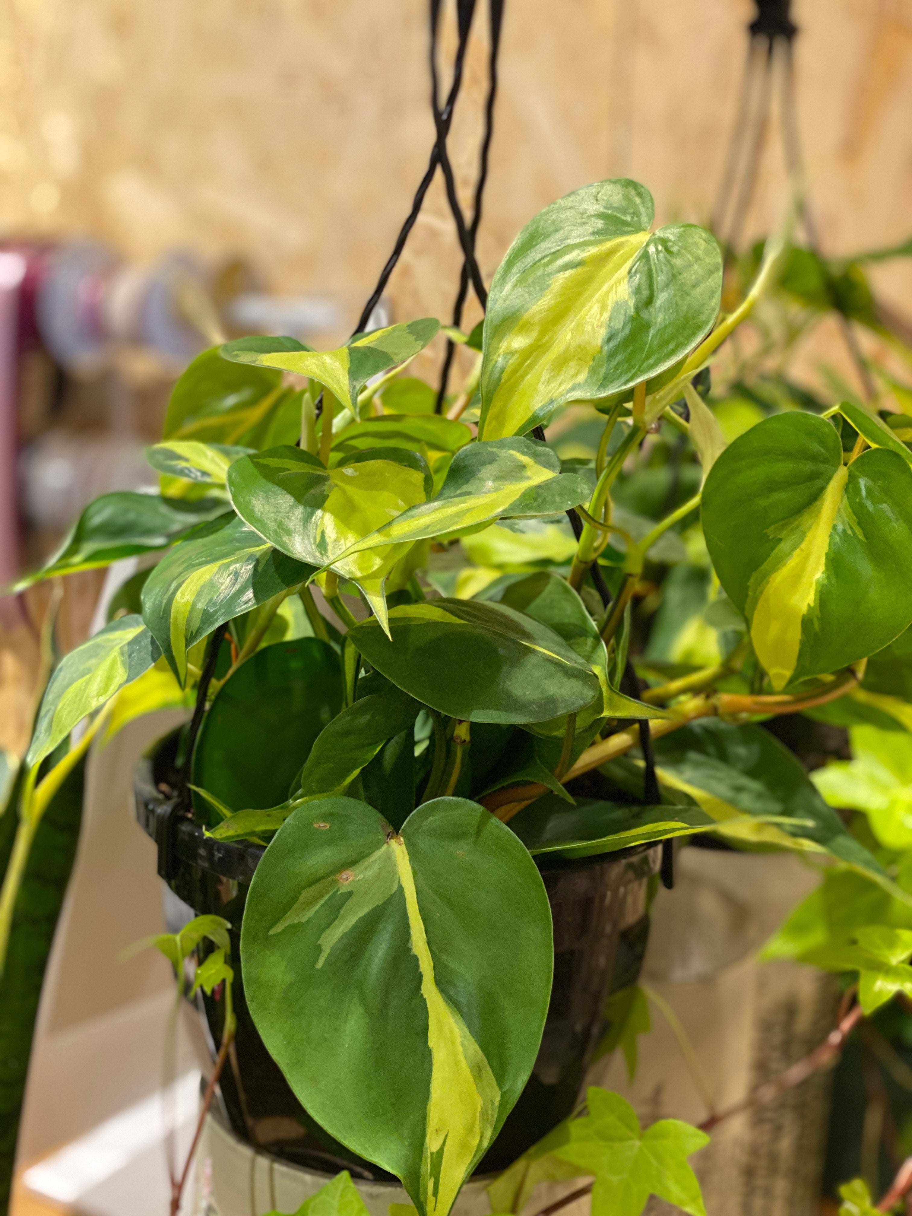 Philodendron Brazil 6" Hanging Pot