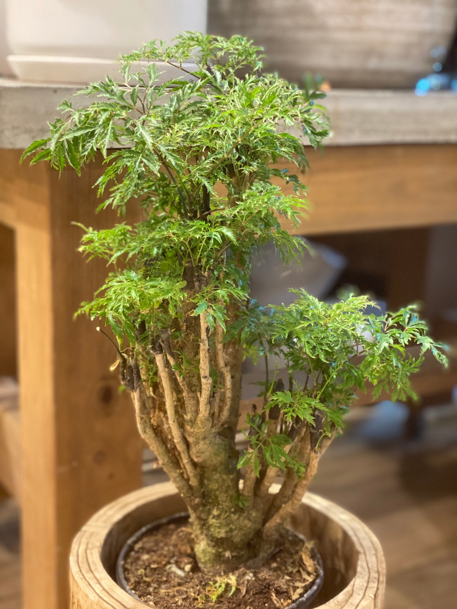 Aralia Ming Stump
