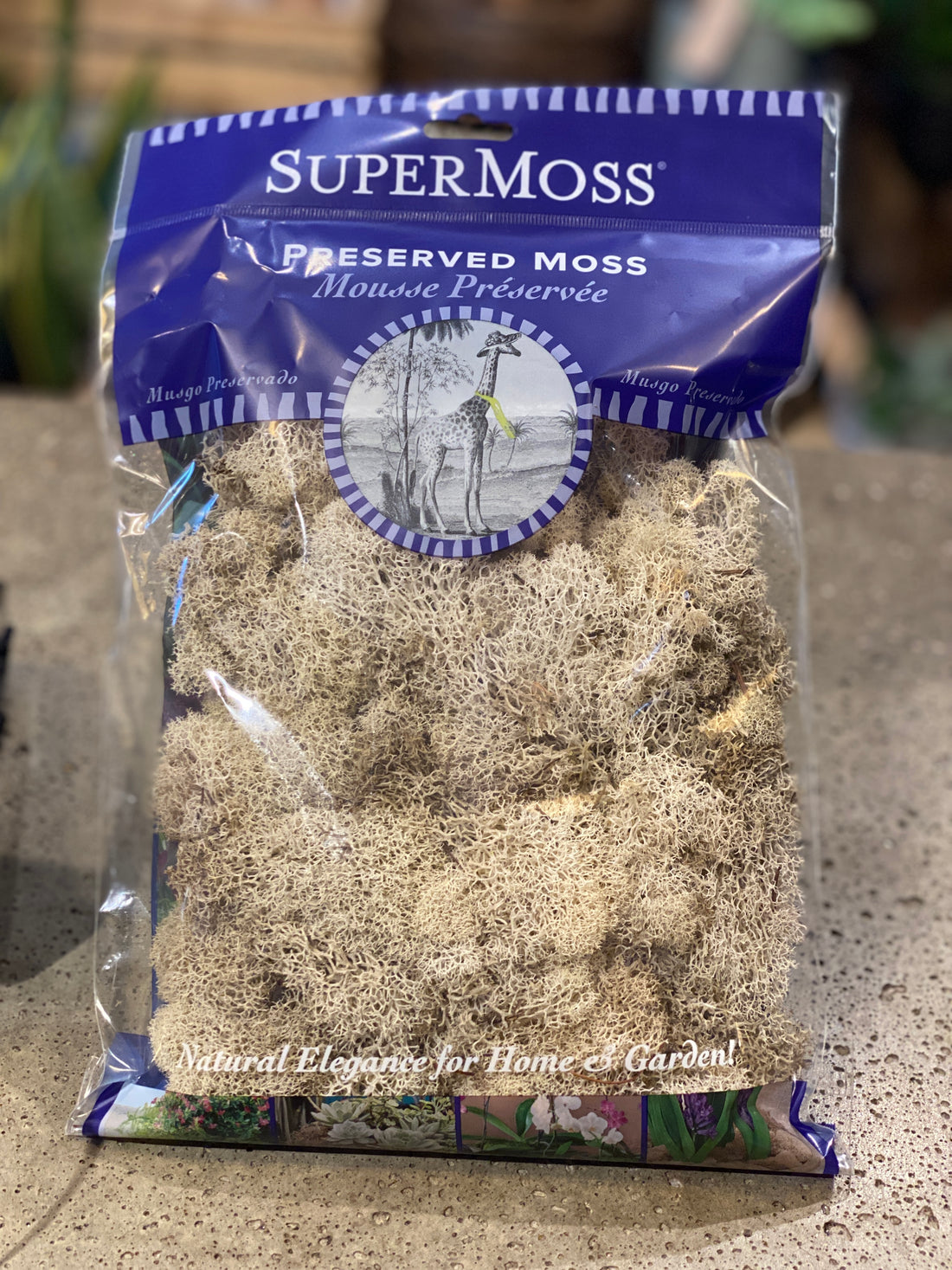 Reindeer Moss Preserved Natural