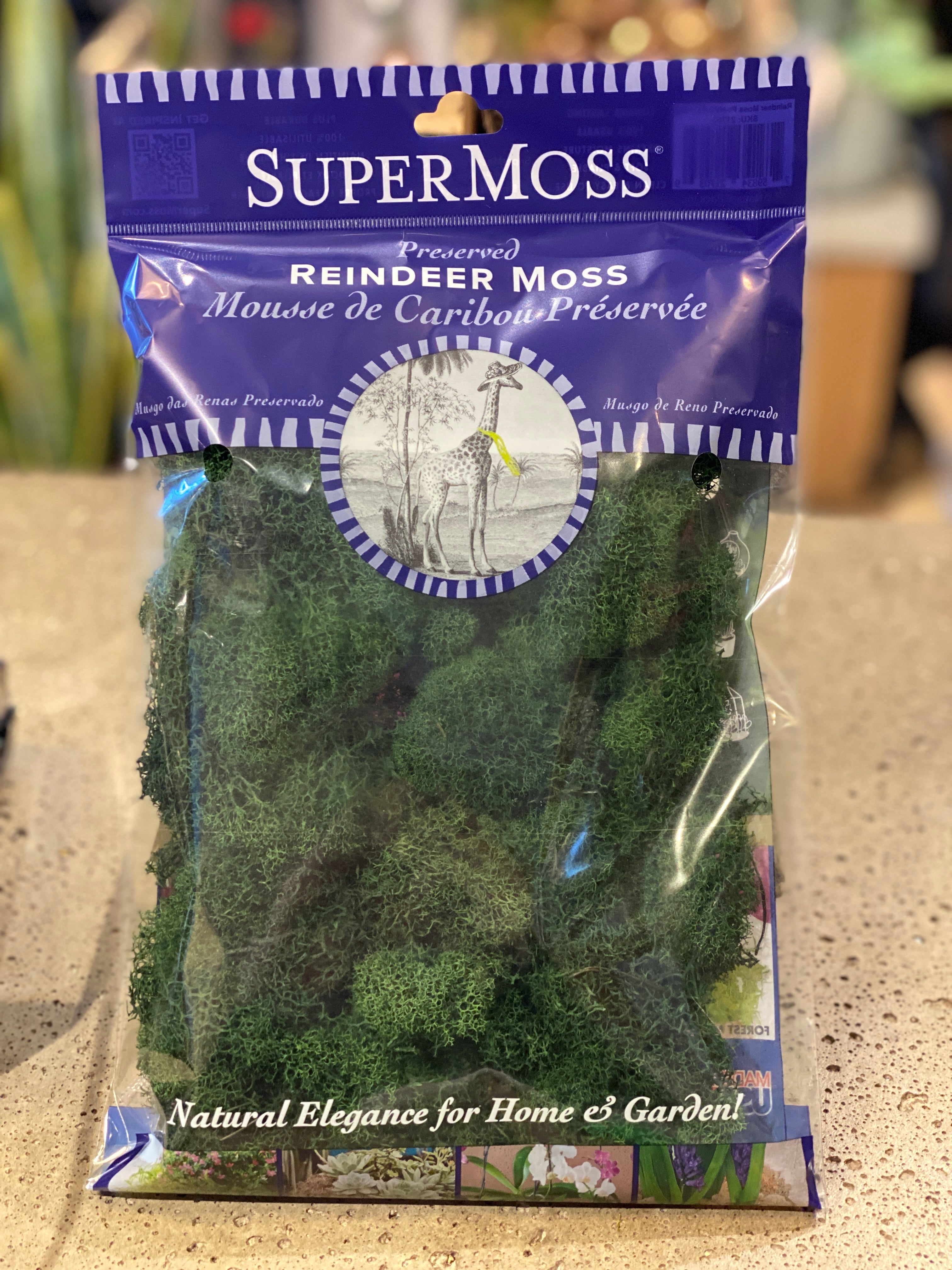 Reindeer Moss Preserved Forest