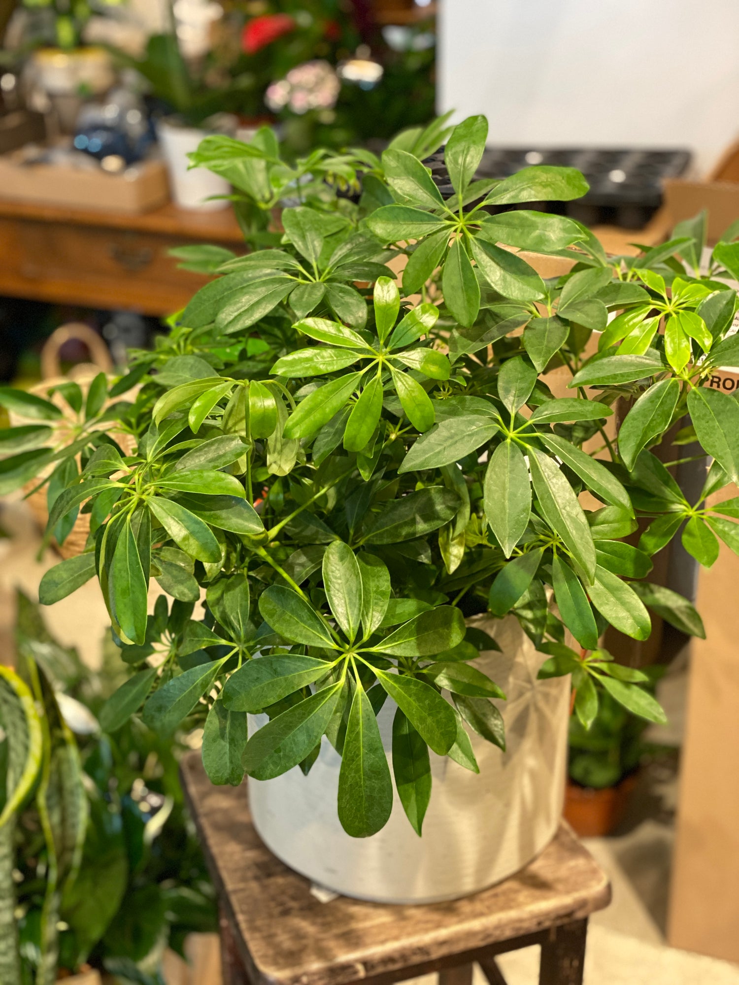 10" Schefflera Arboricola