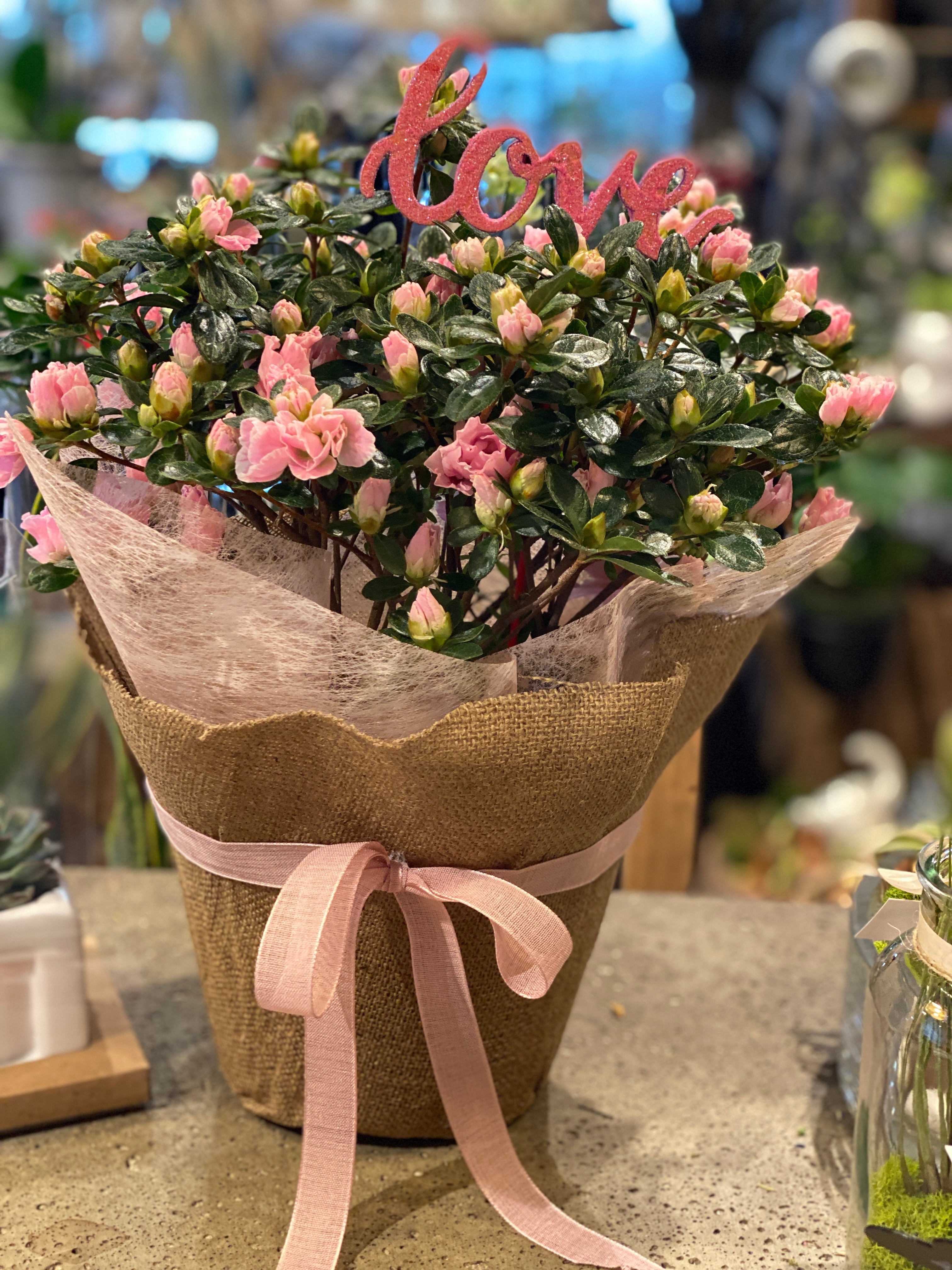 Azalea Plants